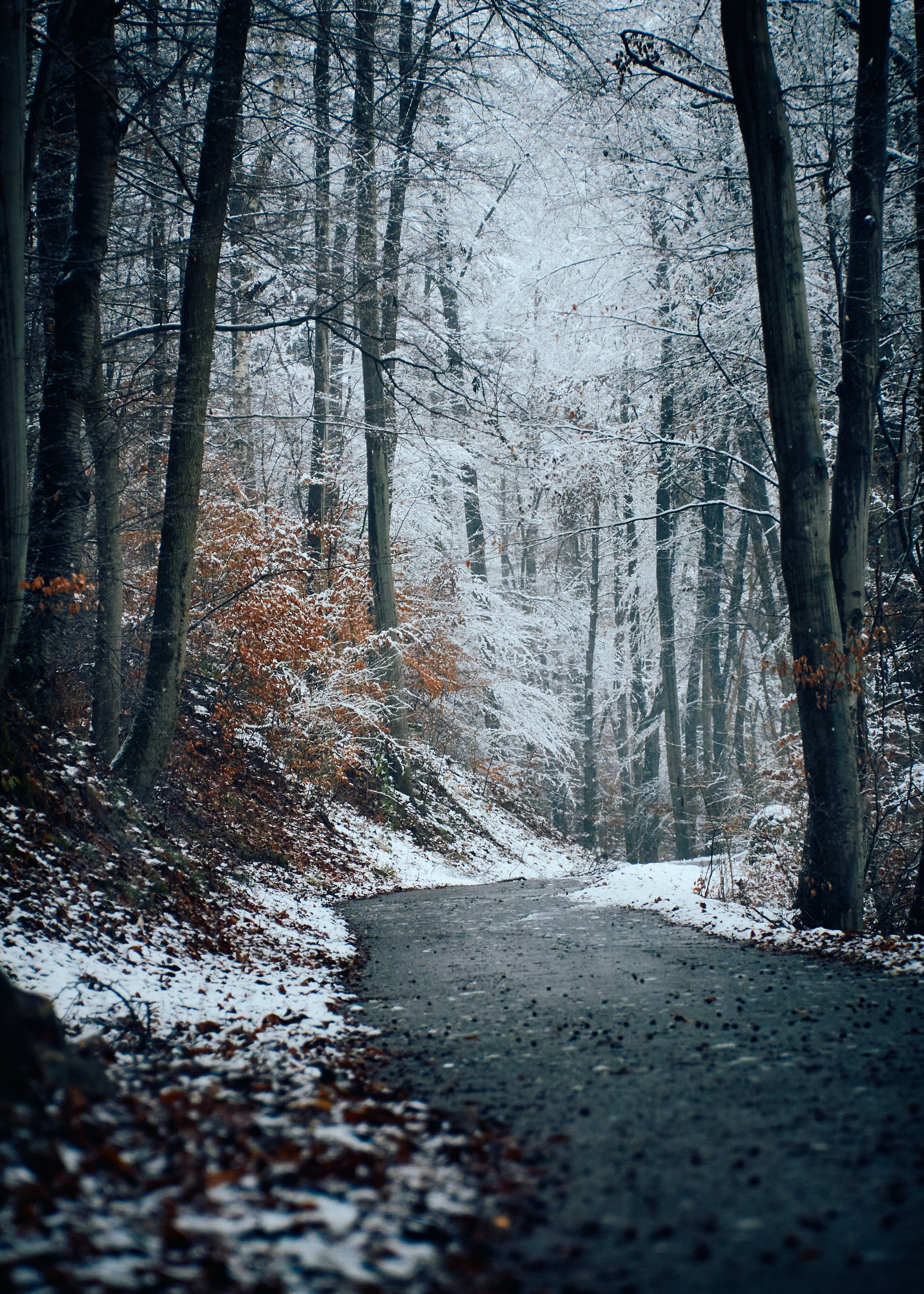 Free download wallpaper Winter, Trees, Forest, Track, Snow, Nature on your PC desktop