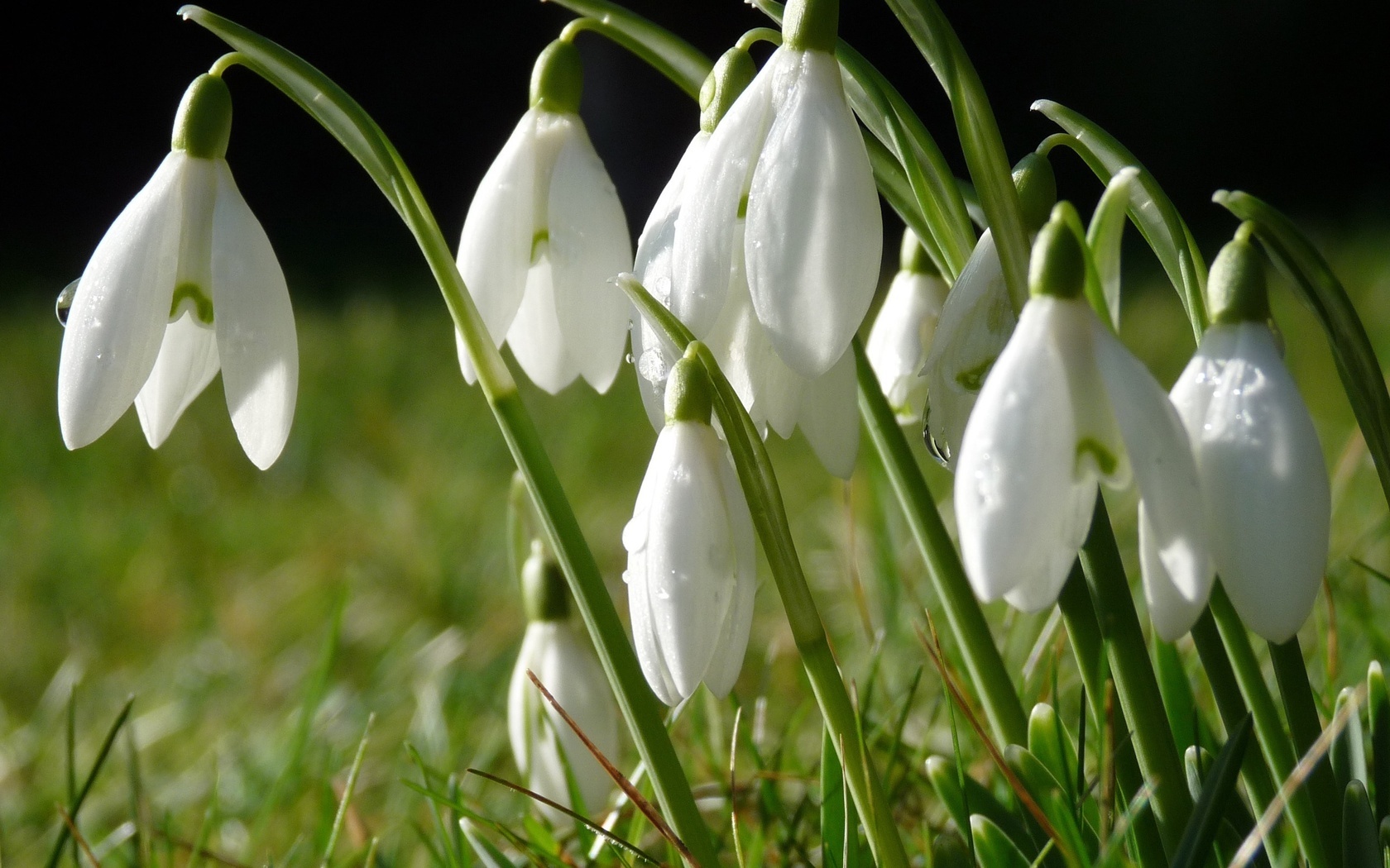 Download mobile wallpaper Plants, Snowdrops, Flowers for free.