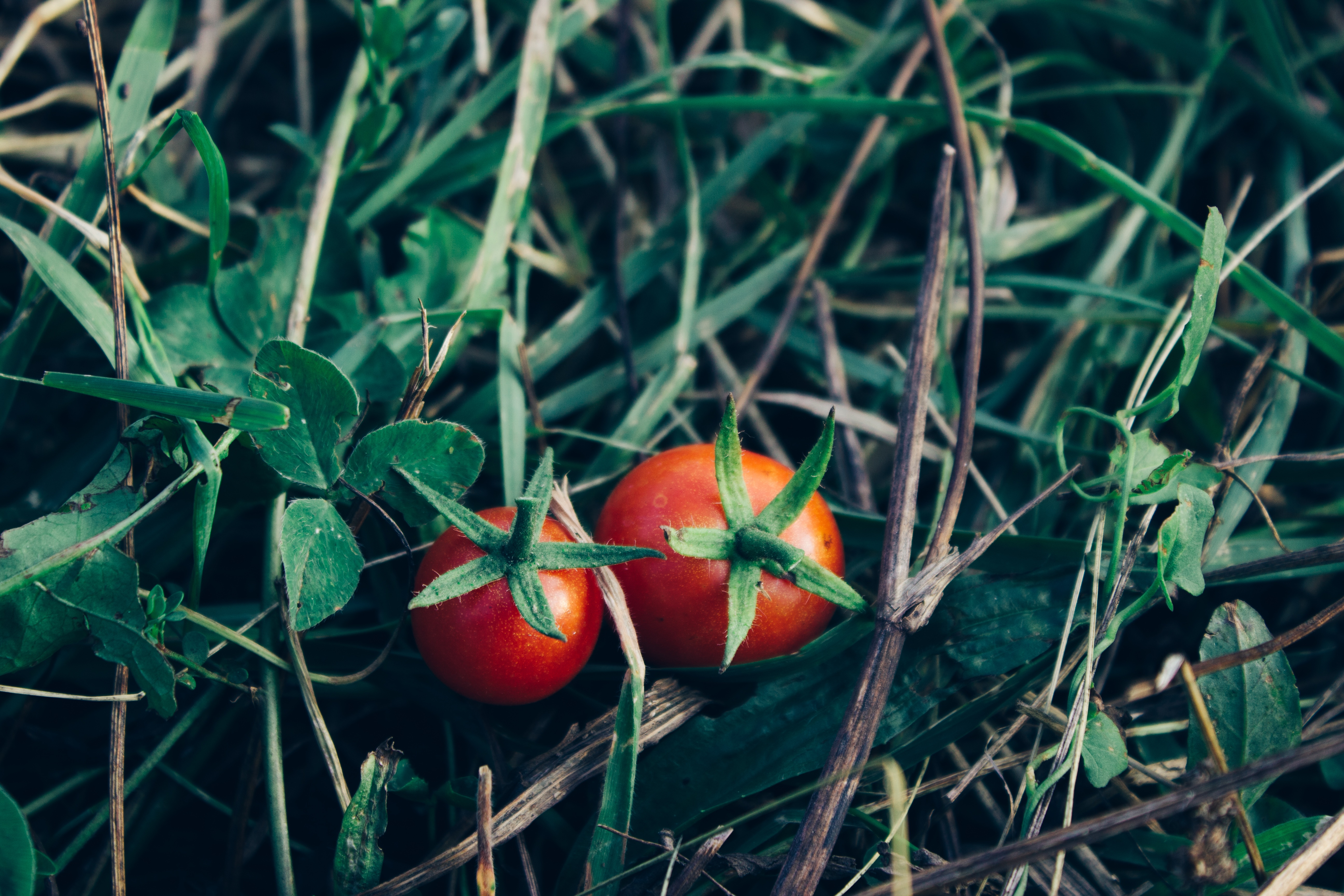 101170 Bild herunterladen lebensmittel, grass, gemüse, tomaten - Hintergrundbilder und Bildschirmschoner kostenlos