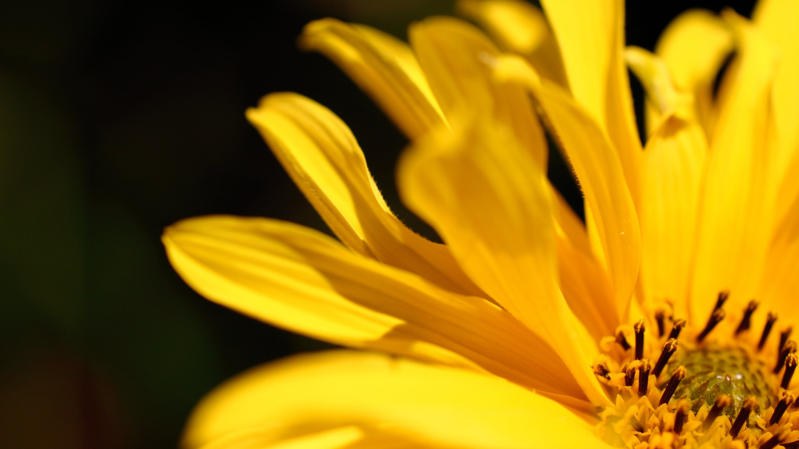 Желтые цветы HD