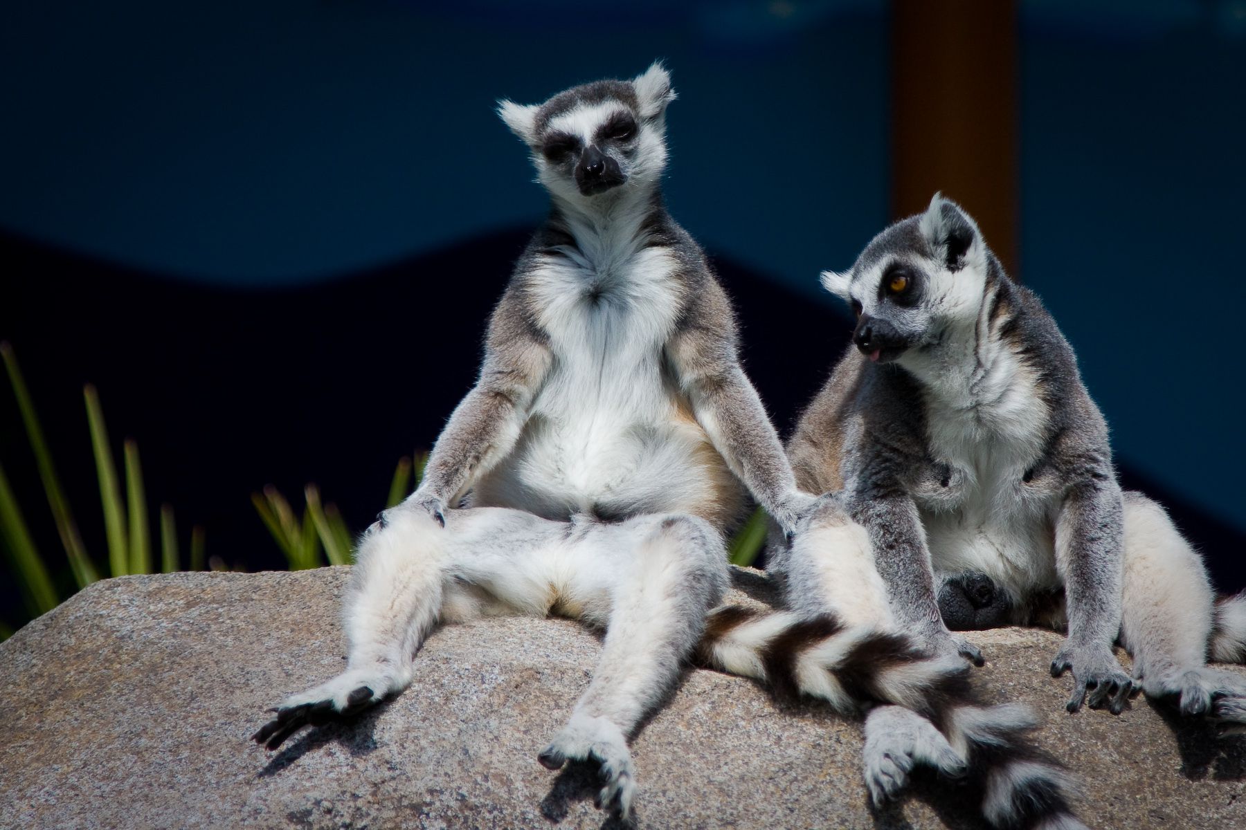 321469 Bild herunterladen tiere, lemur, affen - Hintergrundbilder und Bildschirmschoner kostenlos