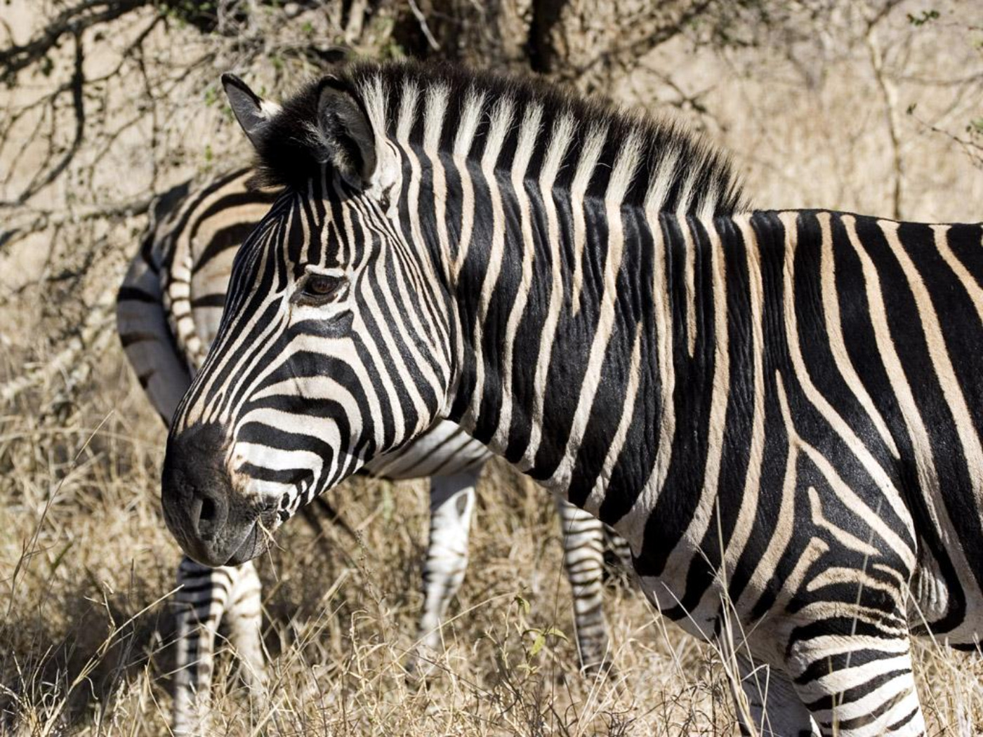 animal, zebra HD wallpaper