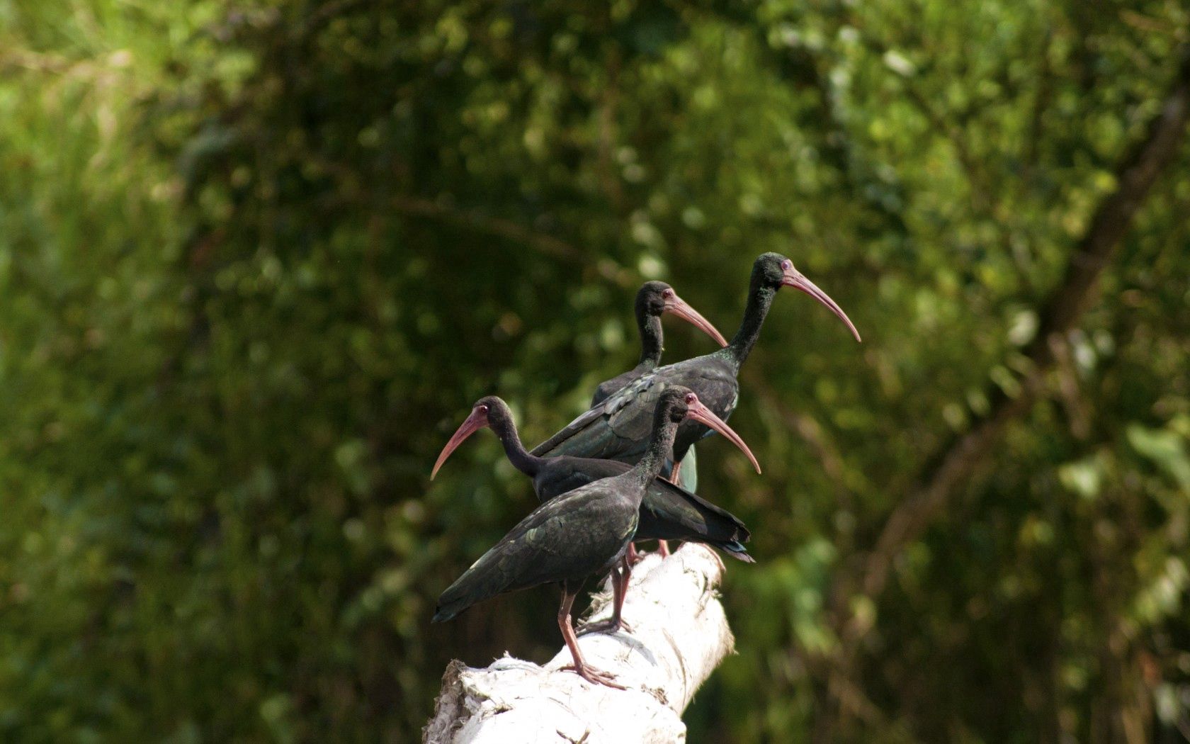 ibises, animals, ibis, nature, birds