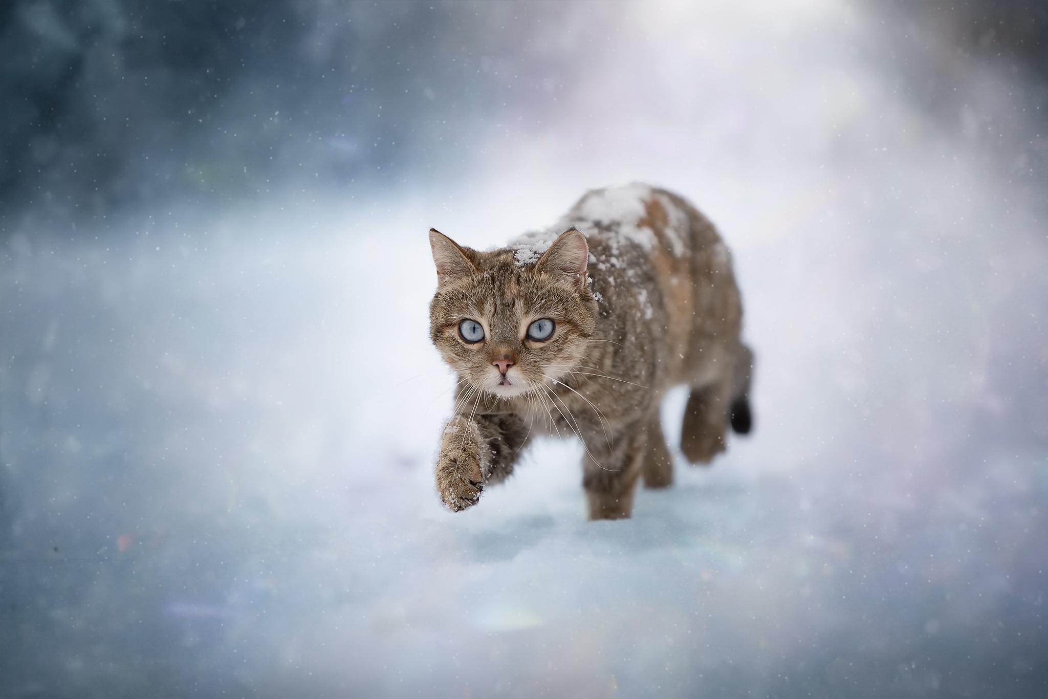 Кот и снегопад