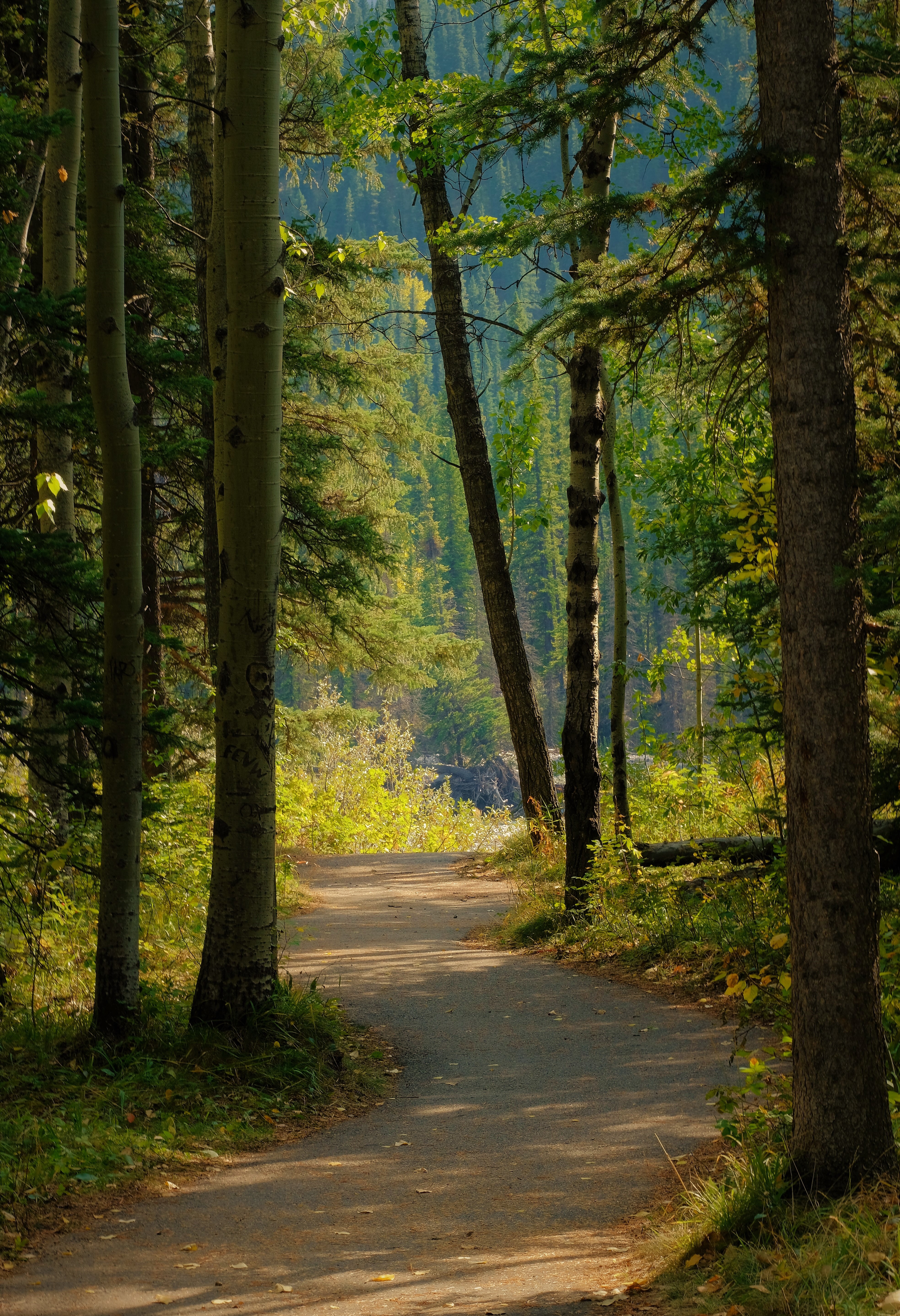 road, path, forest, nature High Definition image