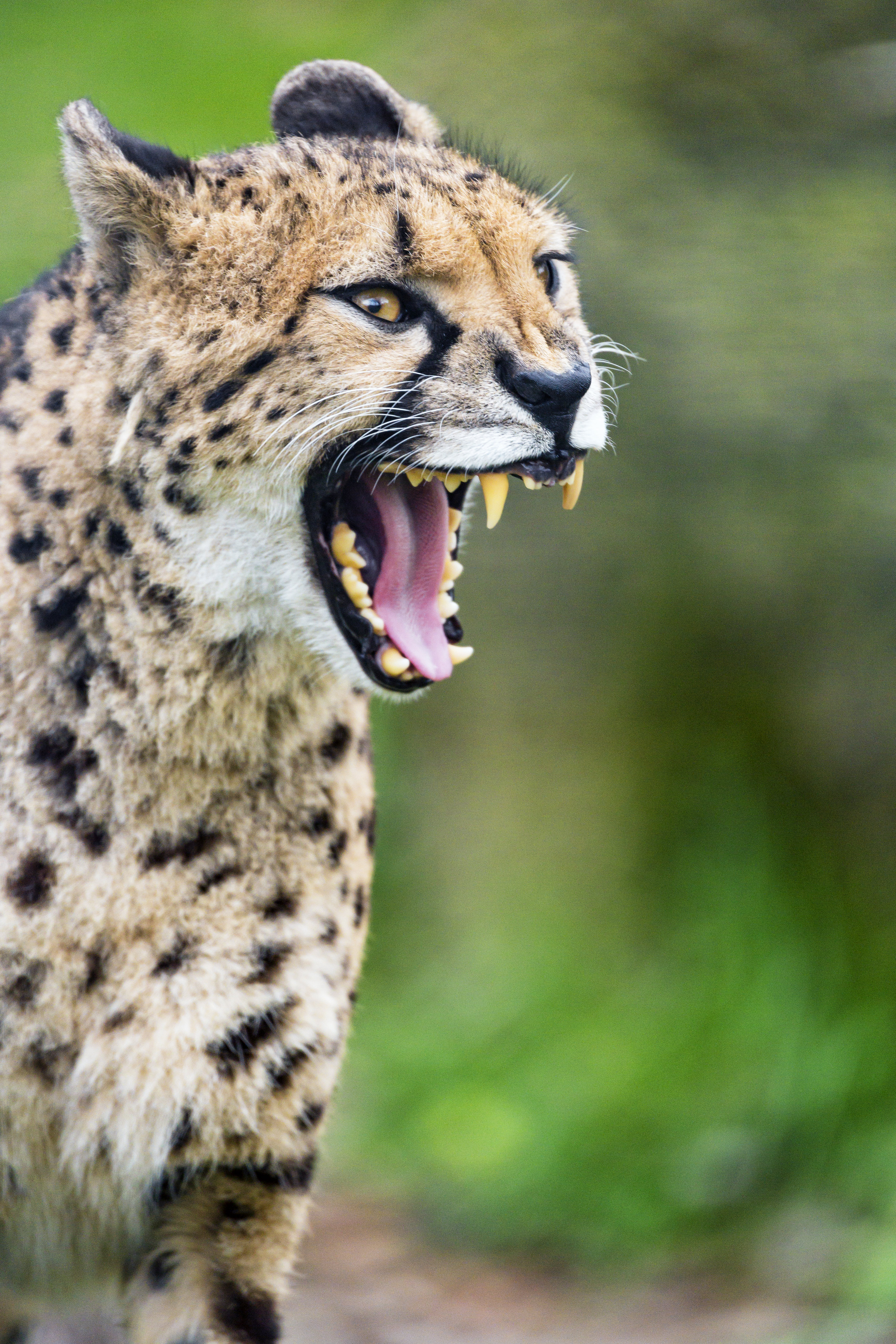 Descarga gratuita de fondo de pantalla para móvil de Colmillos, Leopardo, Depredador, Gato Grande, Animales, Guepardo, Sonrisa.