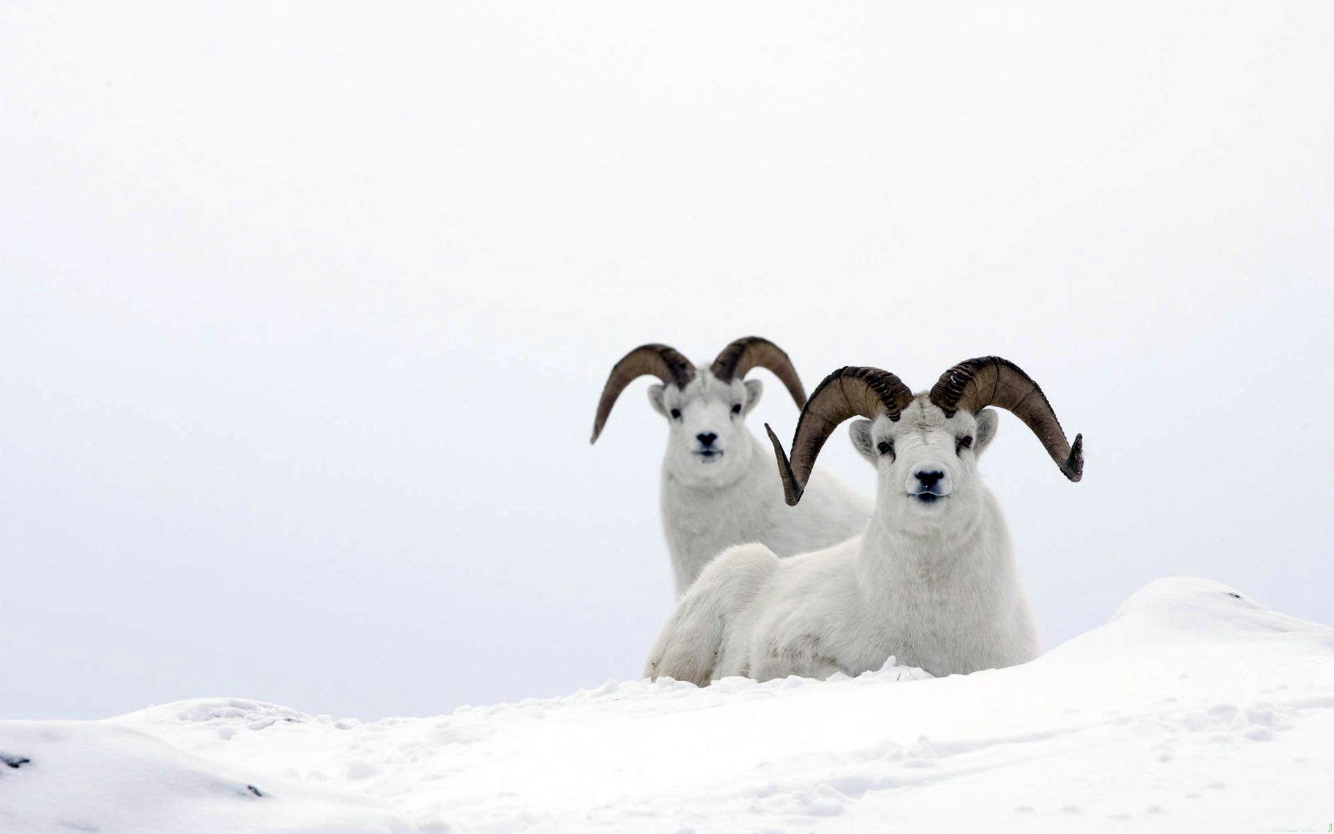 Download mobile wallpaper Snow, Mountain Sheep, Animals, Elevation, Horns, Pair, Couple for free.