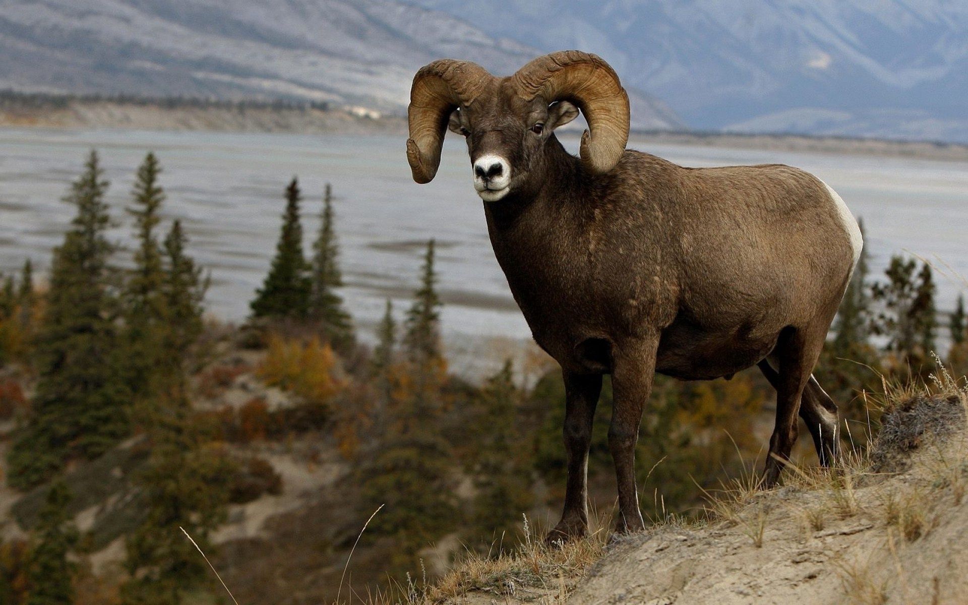 Download mobile wallpaper Mountain Sheep, Animals, Elevation, Grass, Horns for free.