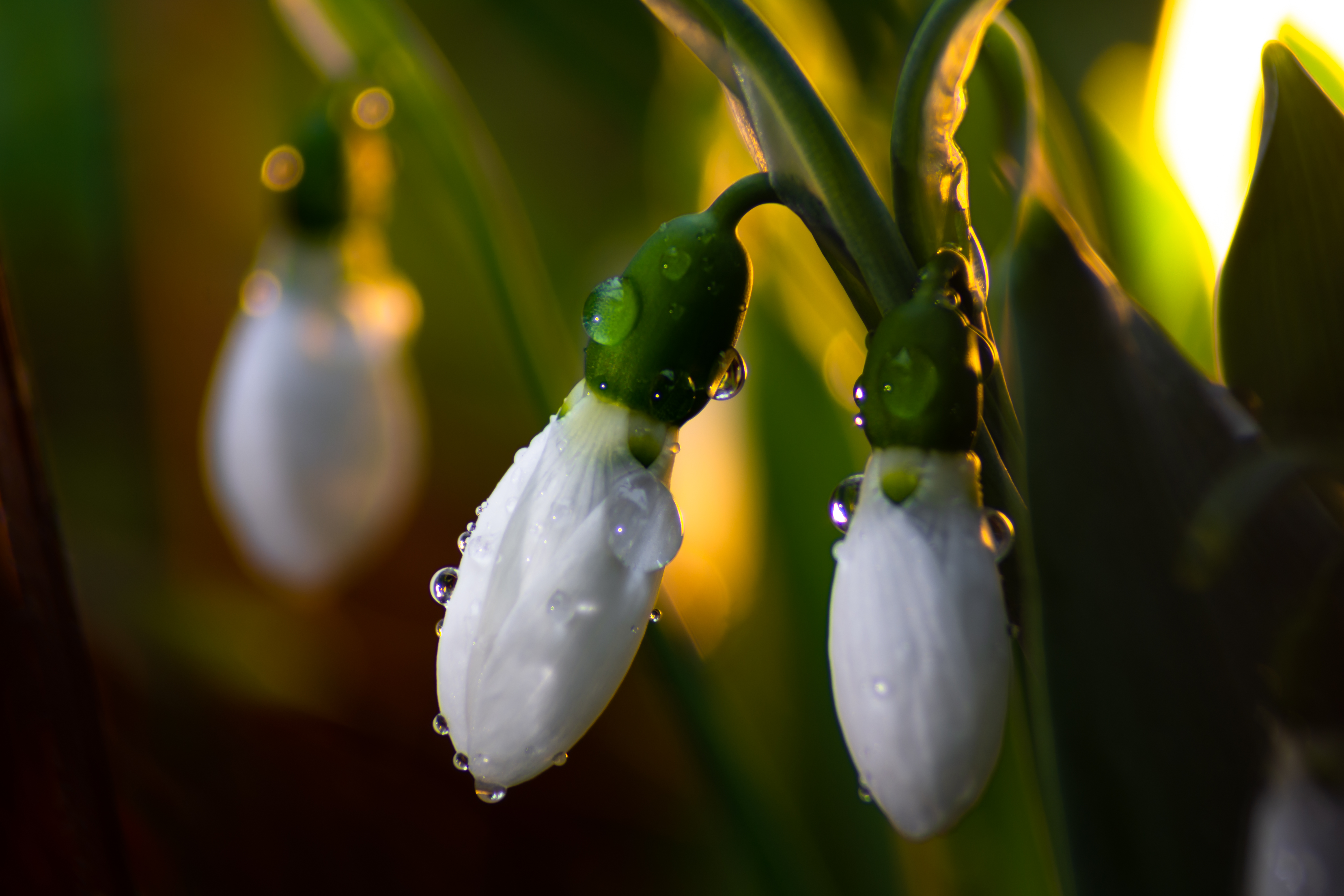 Download mobile wallpaper Macro, Bud, Flowers, Flower, Drops, Lily Of The Valley for free.