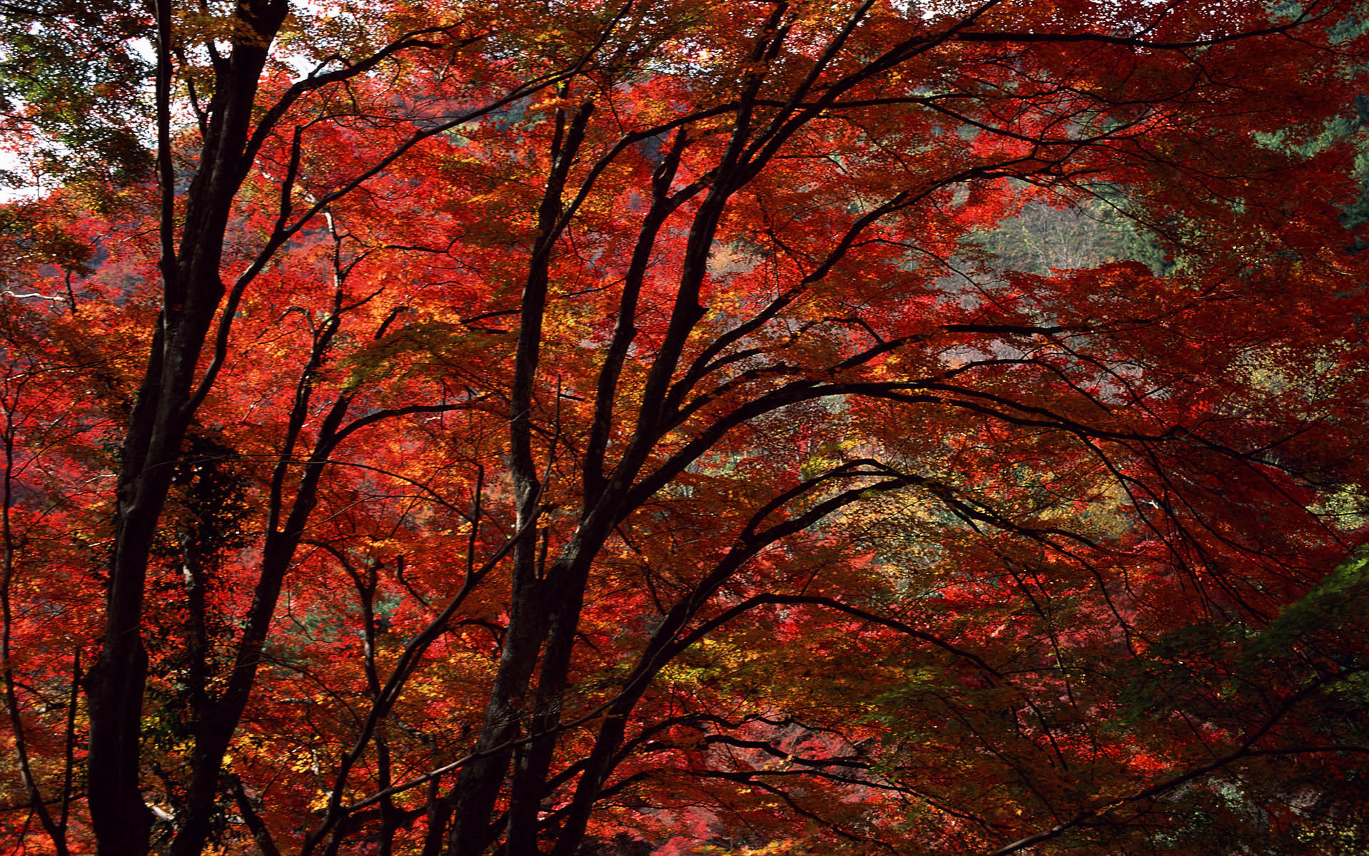 Red autumn. Краски осени. Осень картинки красивые на рабочий стол. Бордовое дерево. Осень космос.