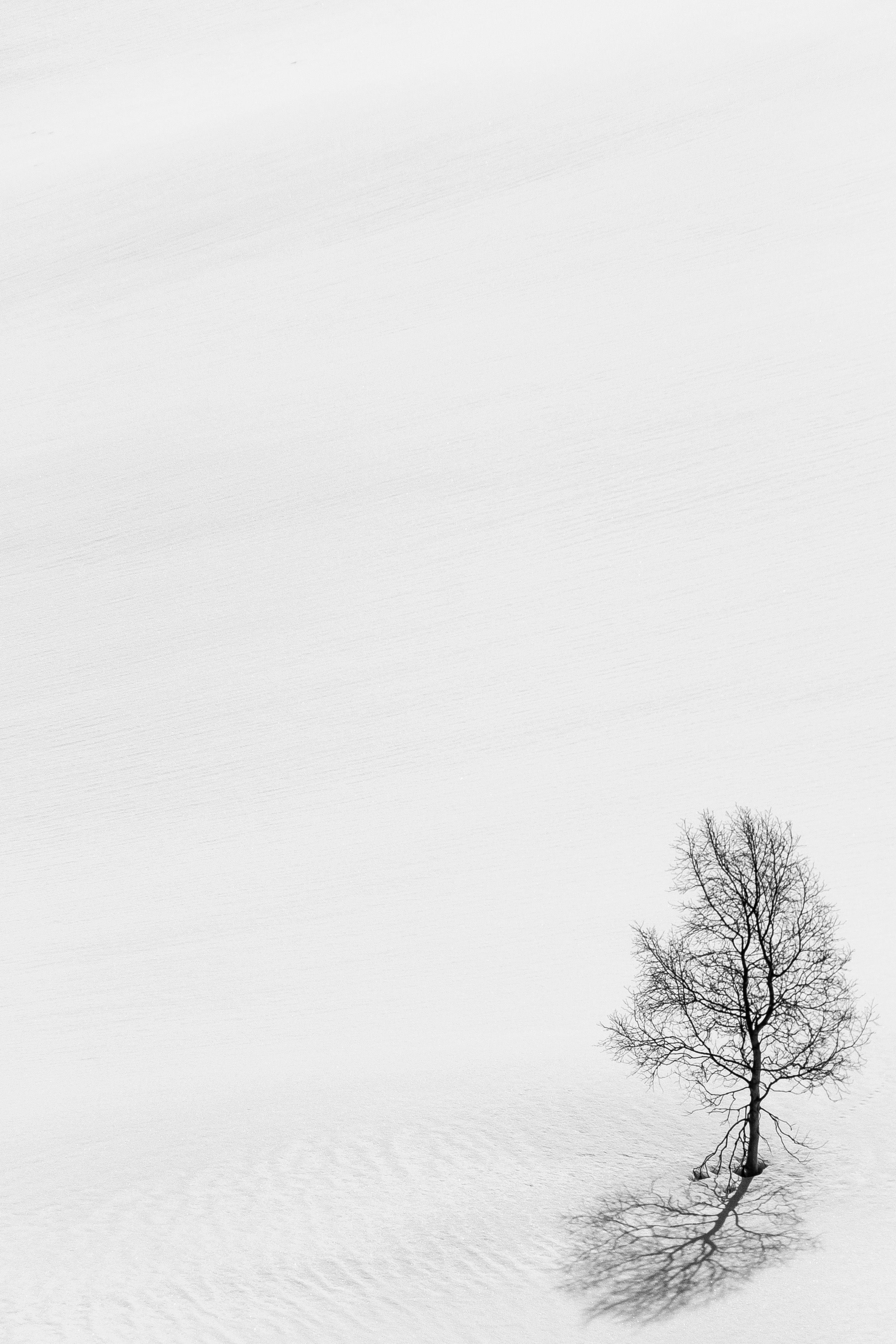bw, snow, winter, nature, wood, tree, minimalism, chb HD wallpaper