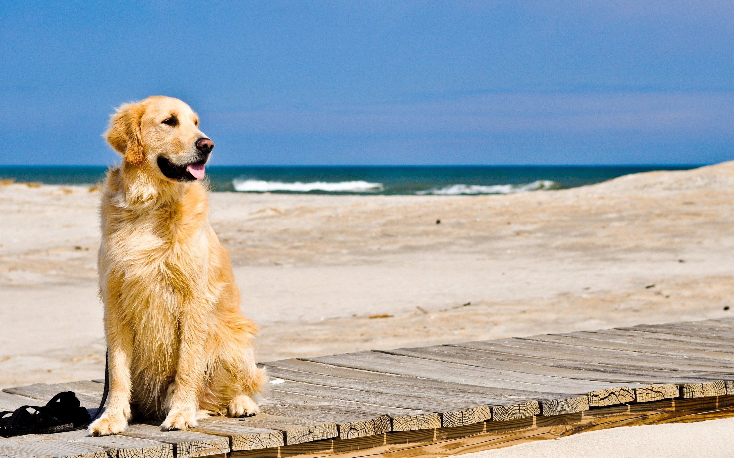 animals, sand, dog, track, expectation, waiting download HD wallpaper