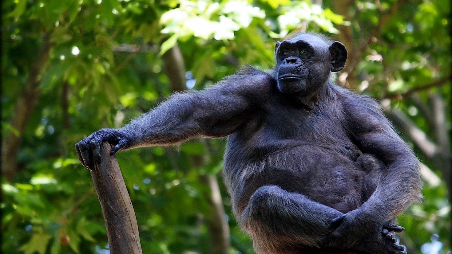 Дикий шимпанзе. Обезьяны. Обезьяна картинки. Животные обезьяна. Крутая обезьяна.