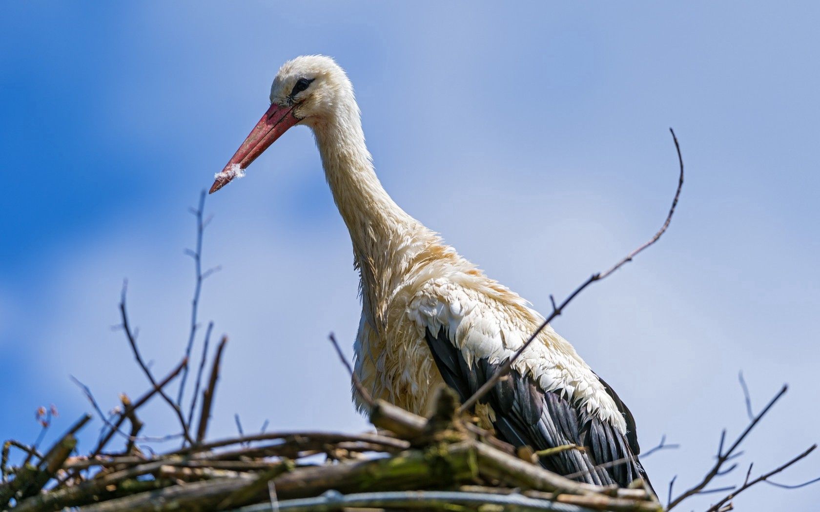 Download mobile wallpaper Stork, Animals, Nest, Bird, Nature for free.