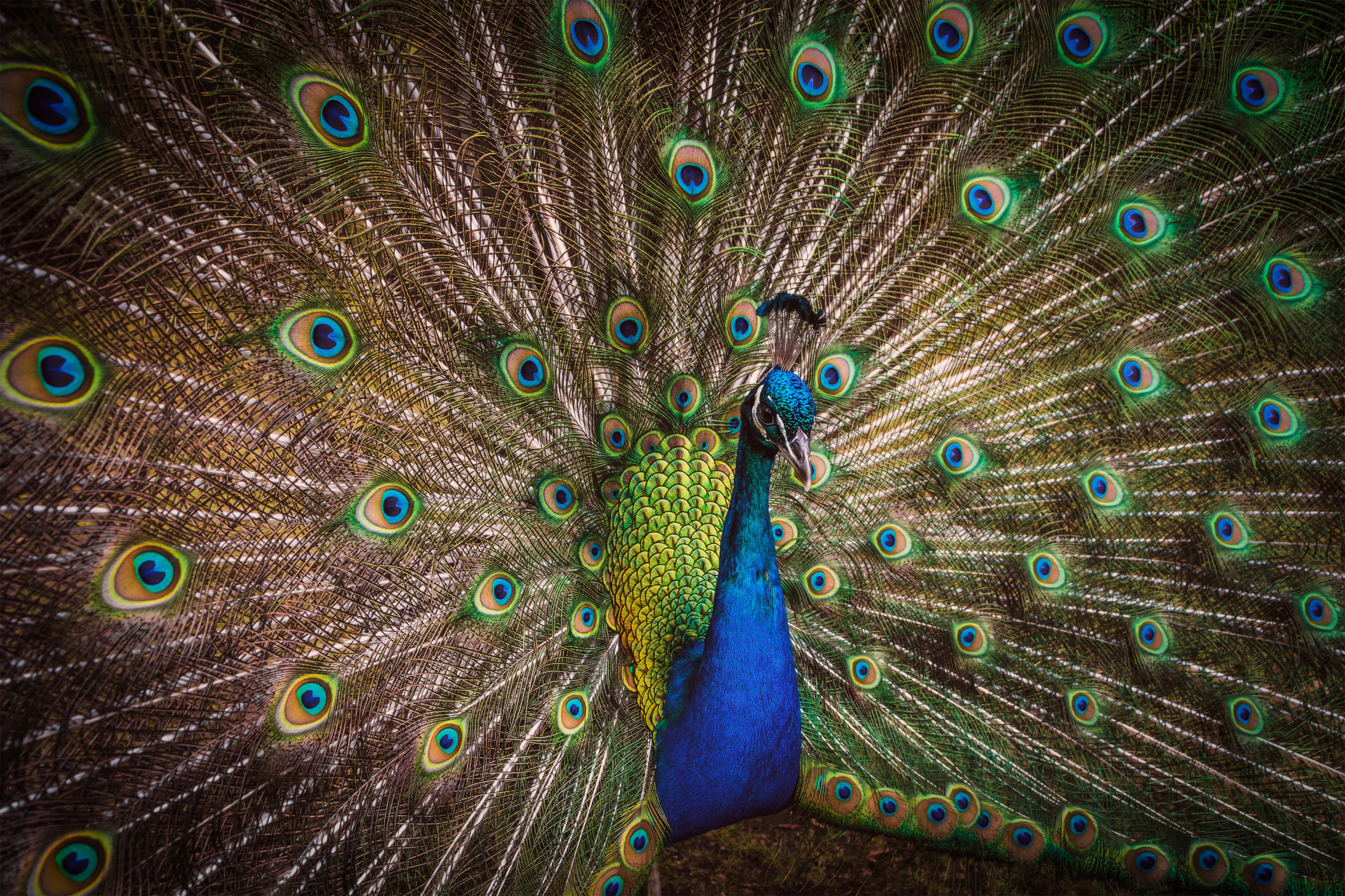 Mobile wallpaper peacock, bright, feather, animals, bird, pattern