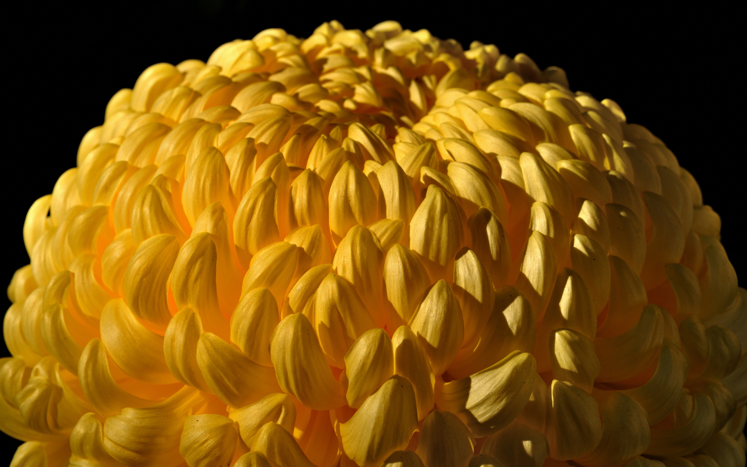 Бутон желтой хризантемы