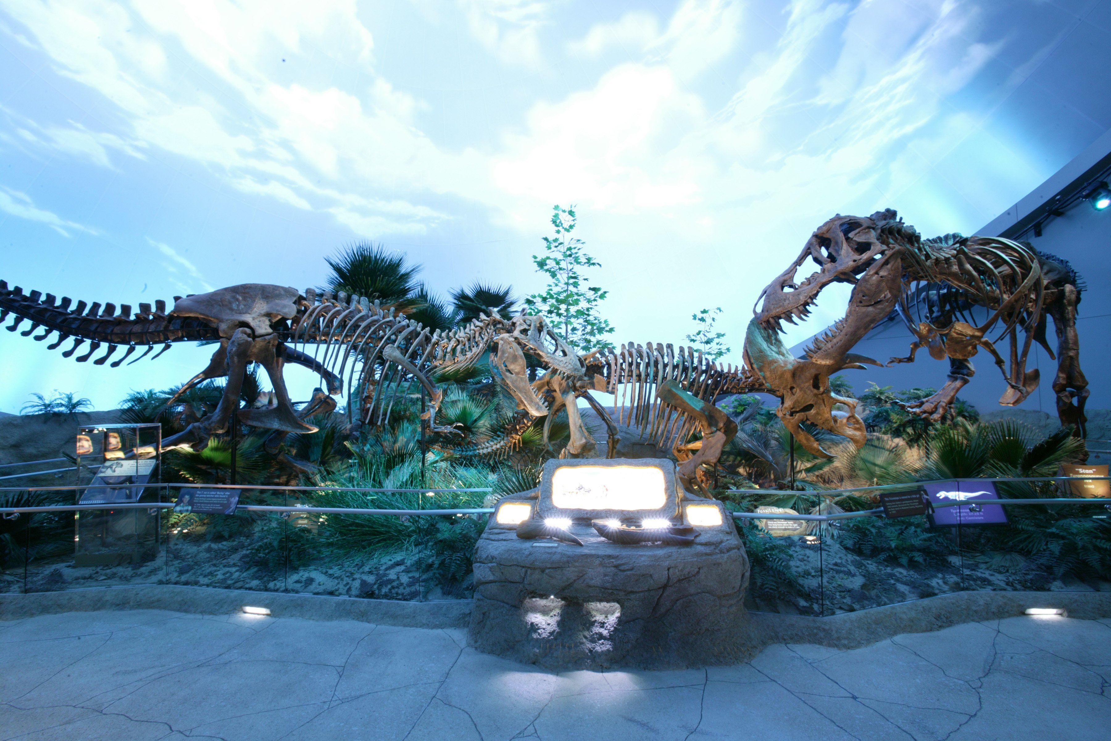 521335画像をダウンロード恐竜, 動物, 化石, スケルトン-壁紙とスクリーンセーバーを無料で