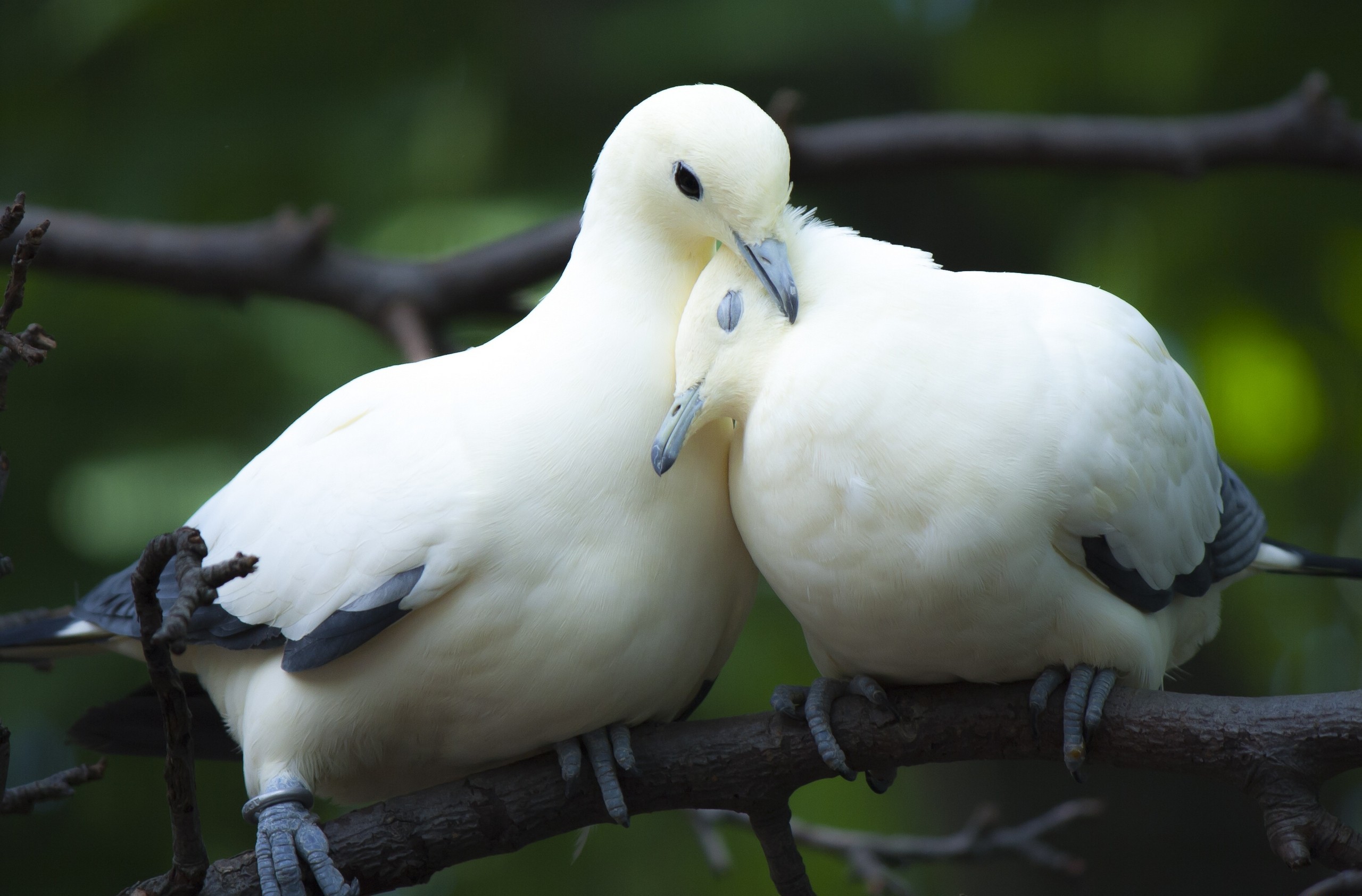 dove, branch, couple, white dove, birds, animal