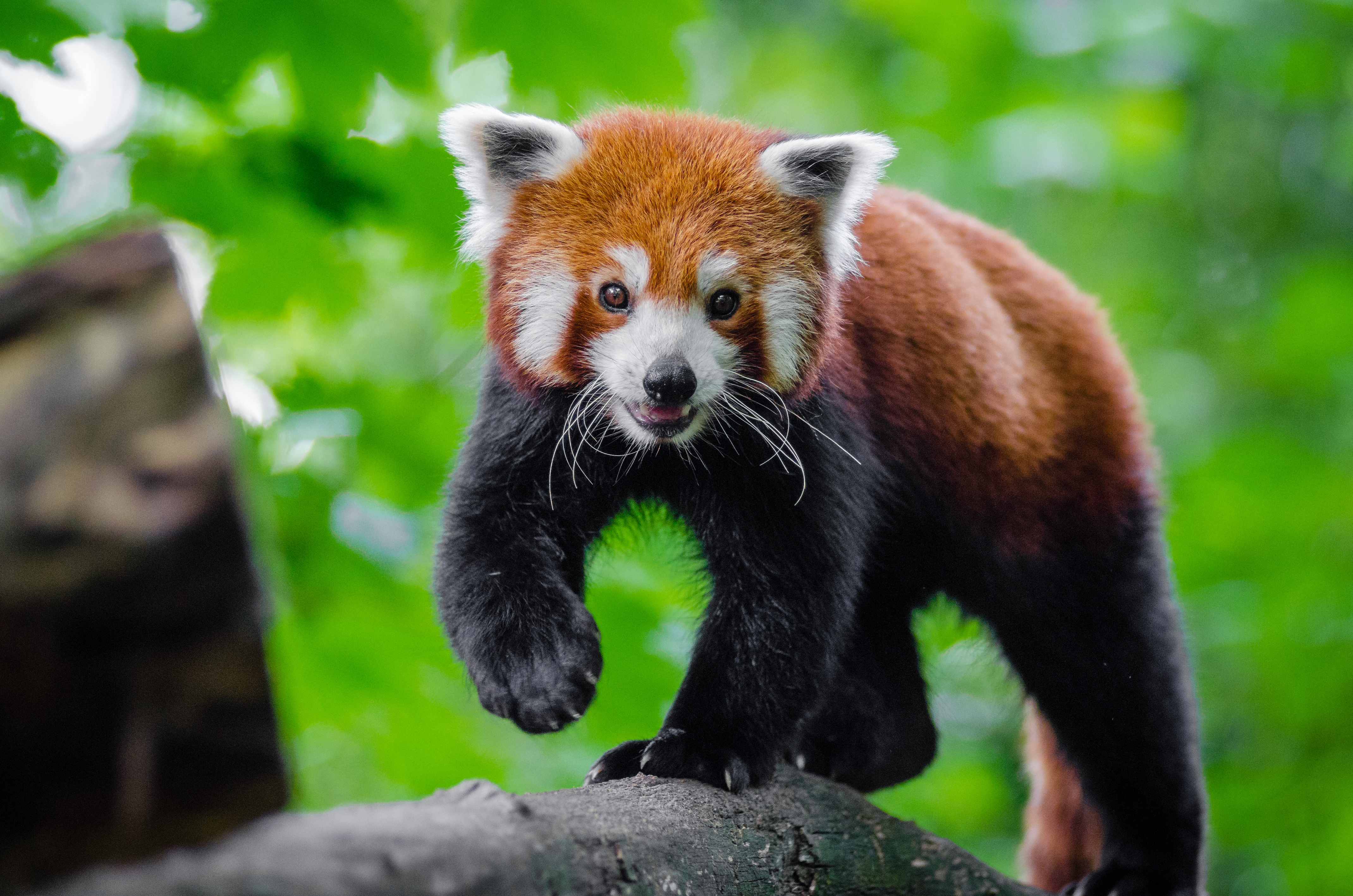 red panda, animals, nice, sweetheart, small panda, little panda