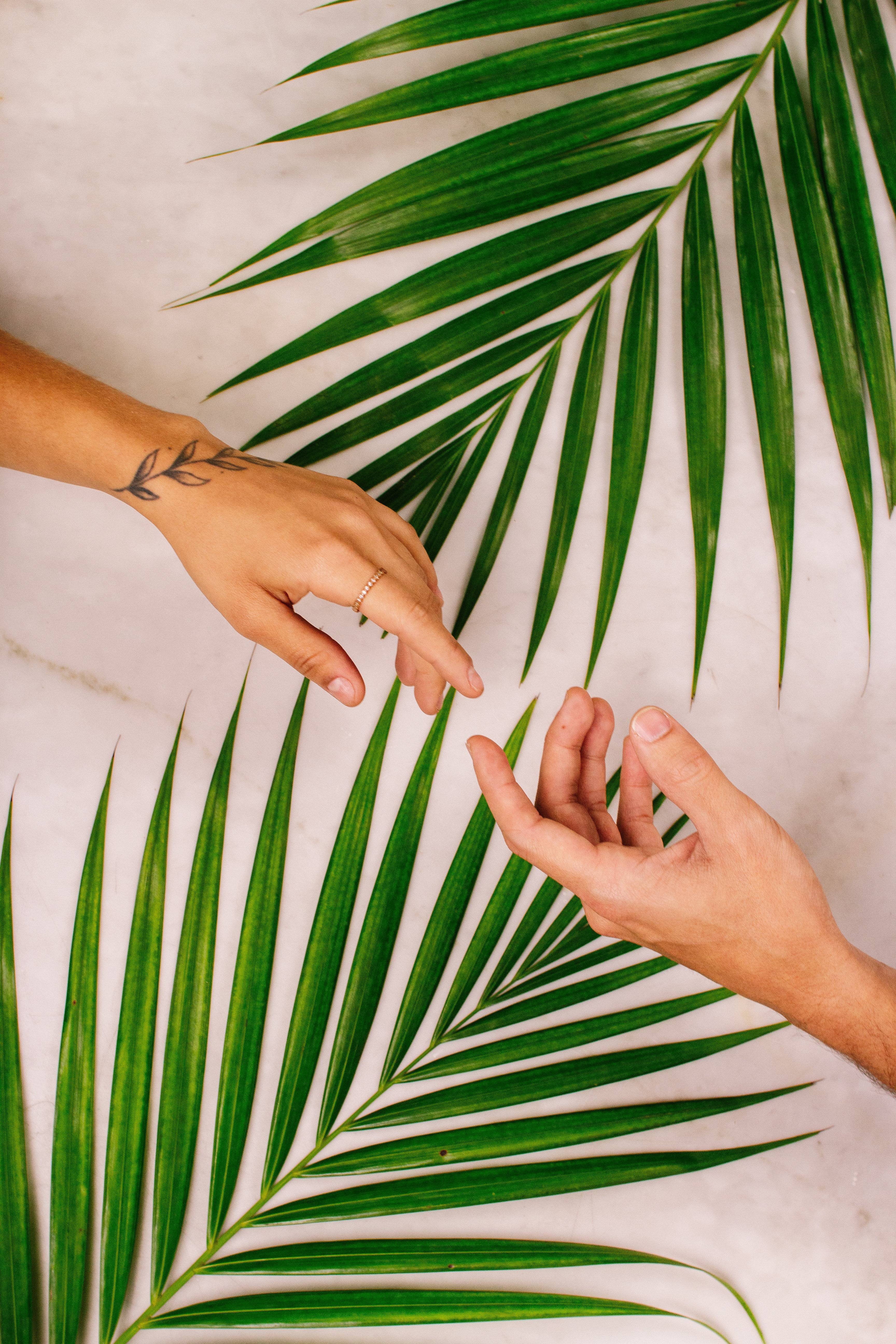 palm, love, touch, leaves, hands, touching