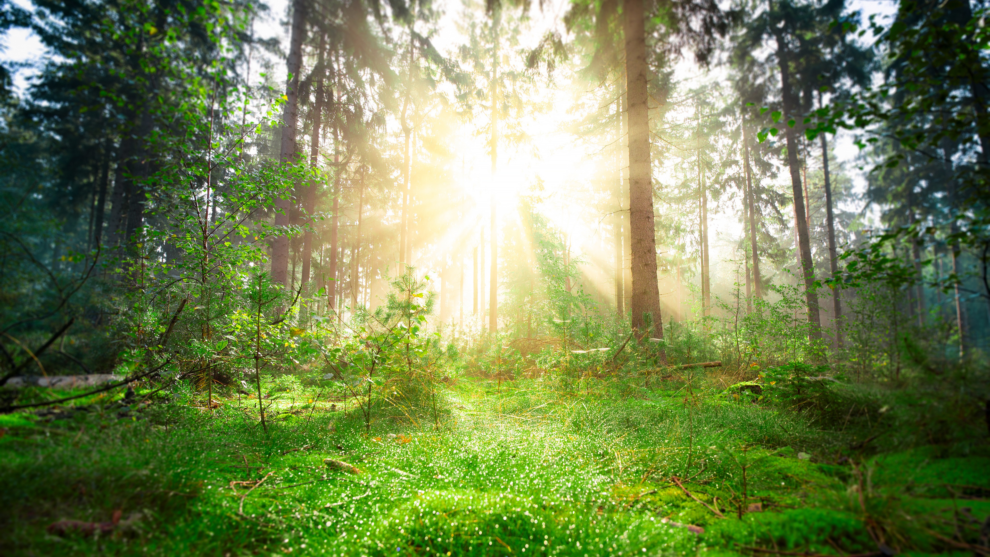 greenery, earth, sunbeam, forest, pine, trunk images