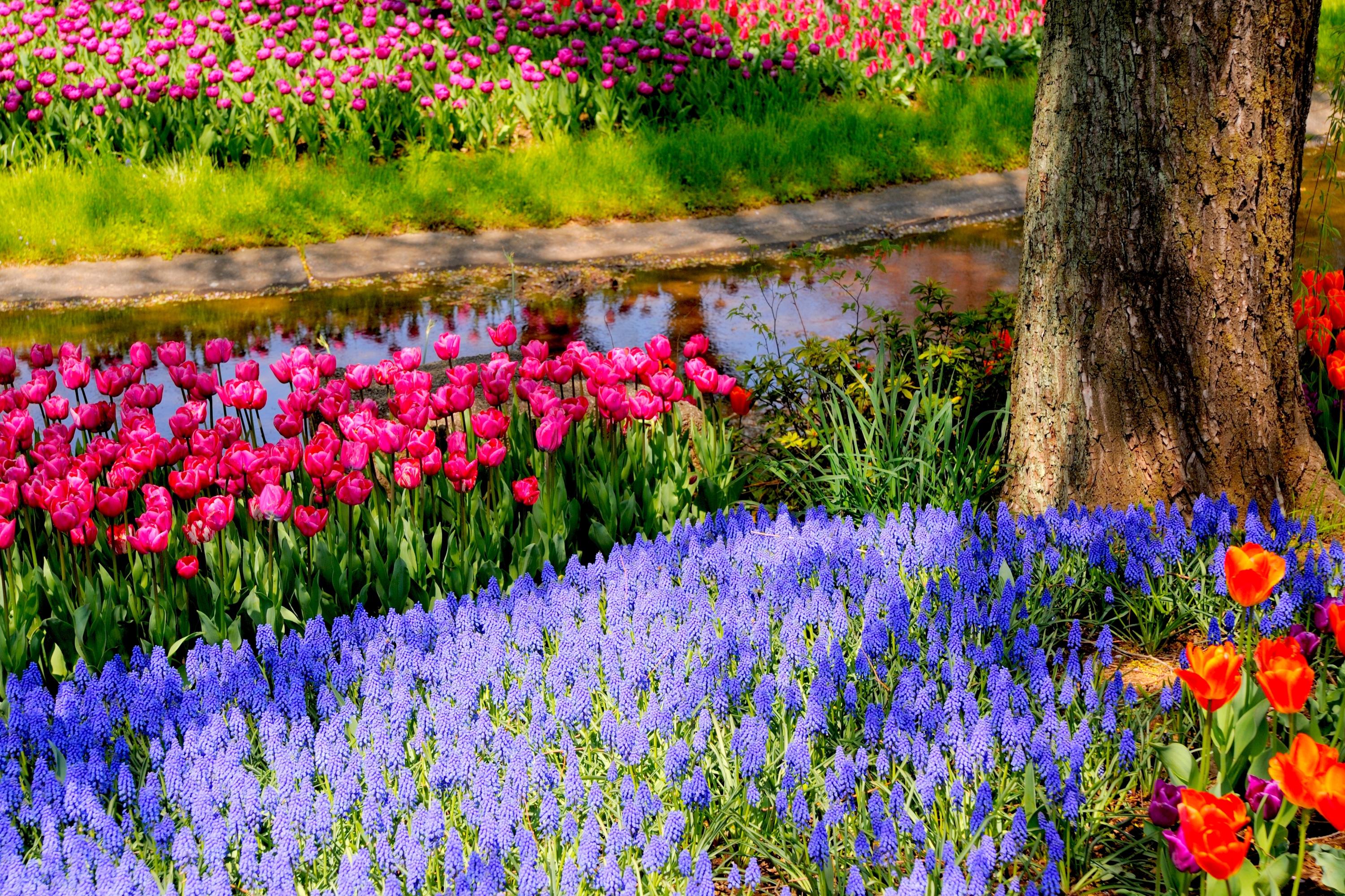 745214 télécharger le fond d'écran terre/nature, printemps, coloré, couleurs, muscari, parc, tulipe - économiseurs d'écran et images gratuitement