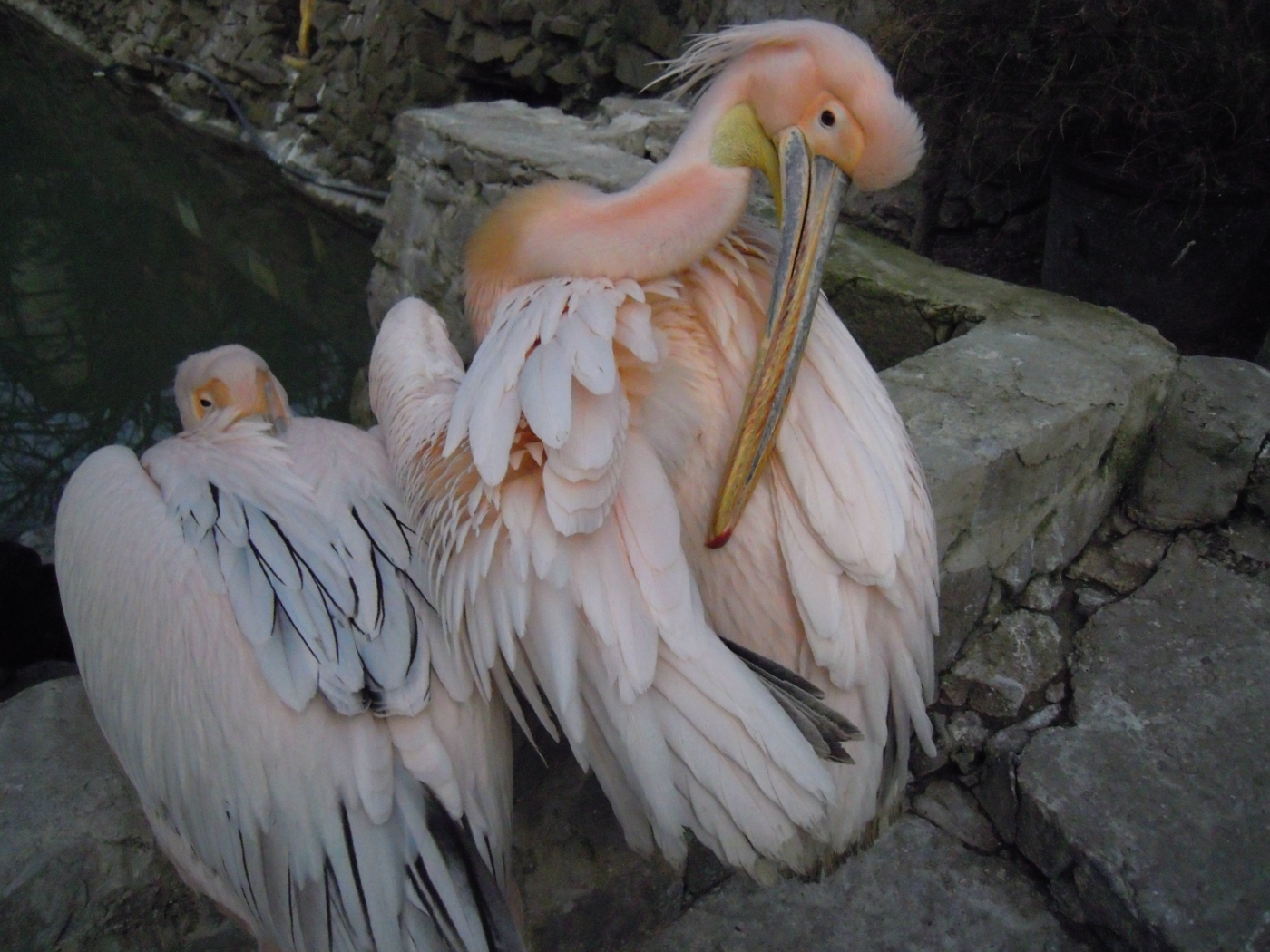 Laden Sie das Pelikane, Tiere, Vögel-Bild kostenlos auf Ihren PC-Desktop herunter
