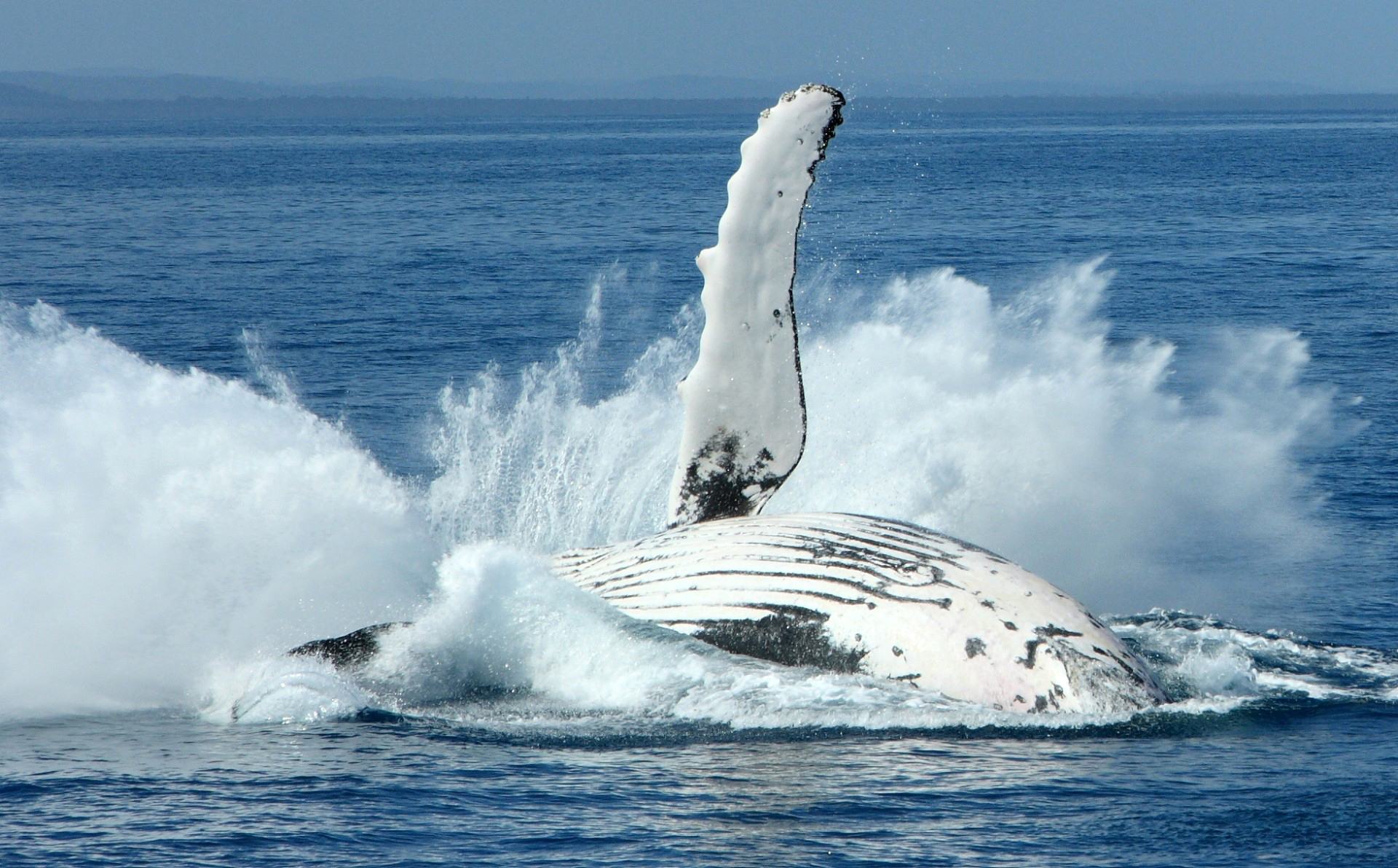 Full HD Wallpaper animal, whale, humpback whale