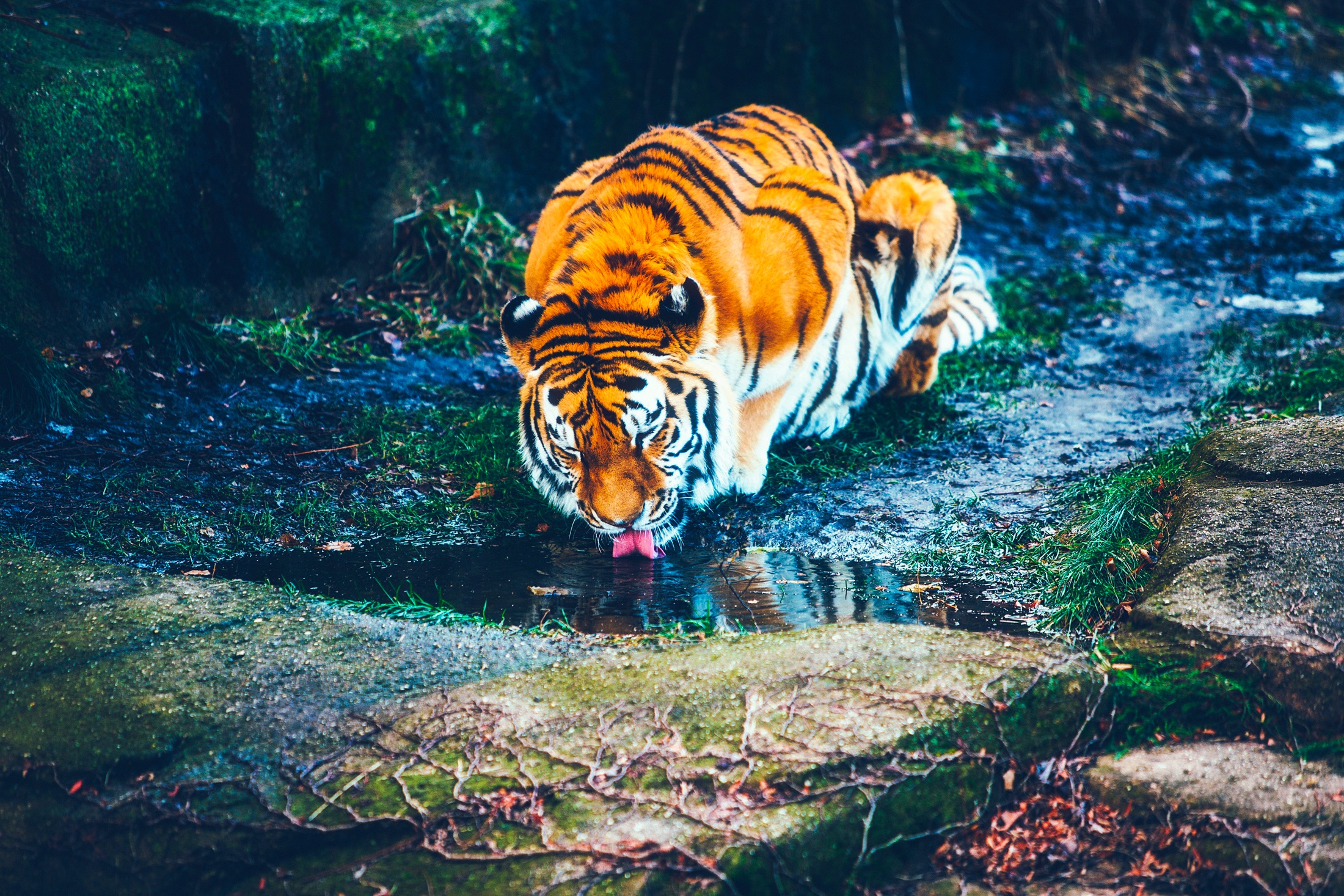 1920 x 1080 picture animals, rivers, tiger, watering, waterhole