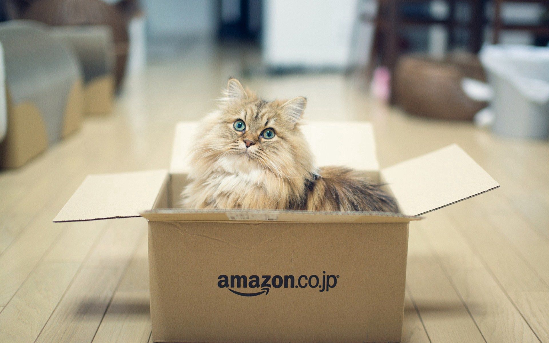 Laden Sie das Box, Der Kater, Tiere, Flauschige, Katze-Bild kostenlos auf Ihren PC-Desktop herunter