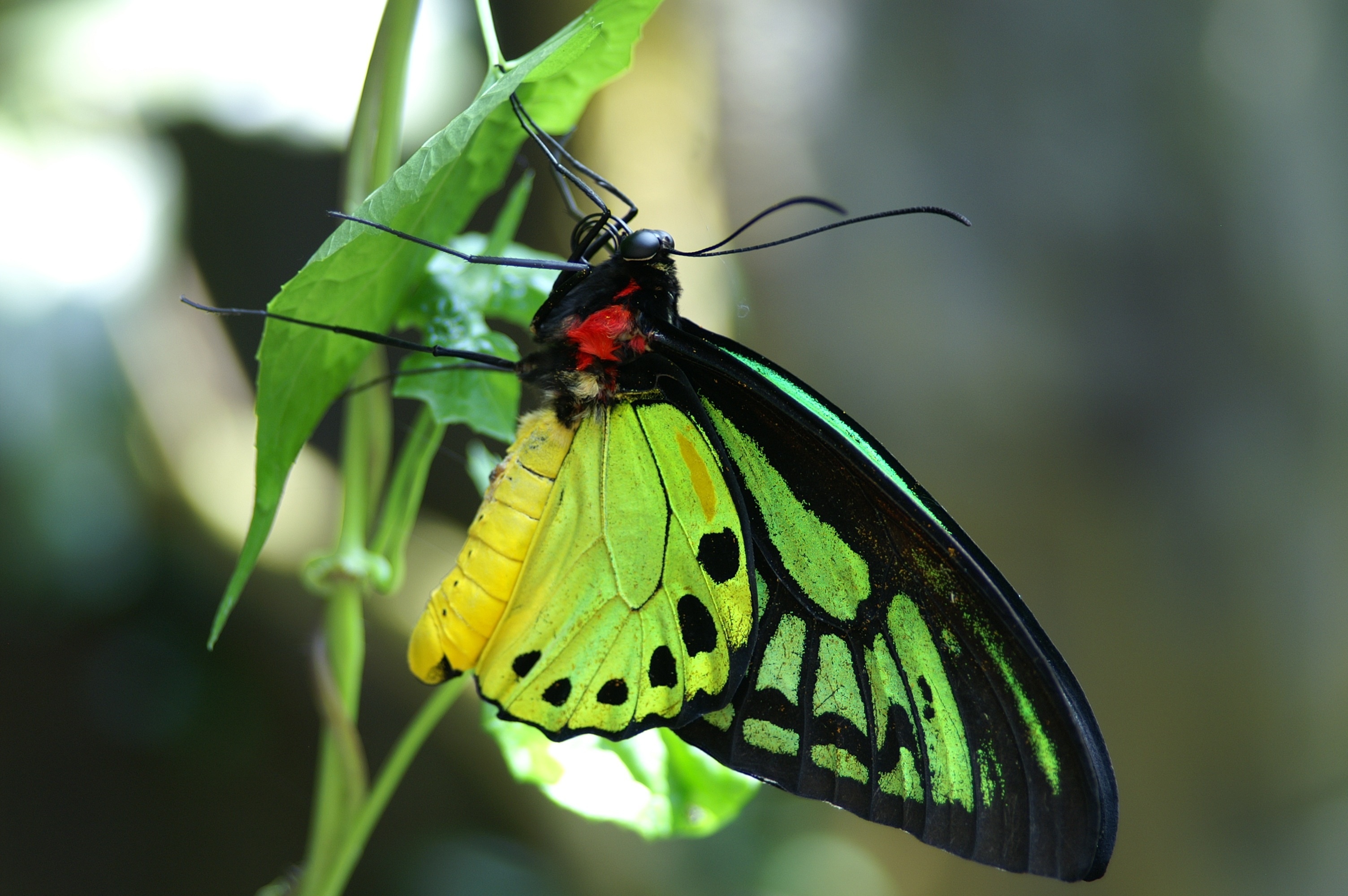 Бабочка Ornithoptera euphorion
