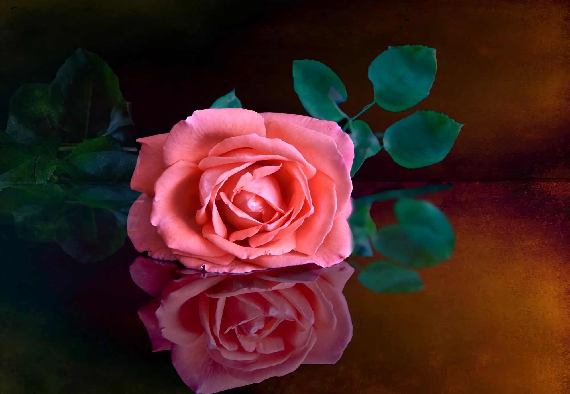 Роза с отражением