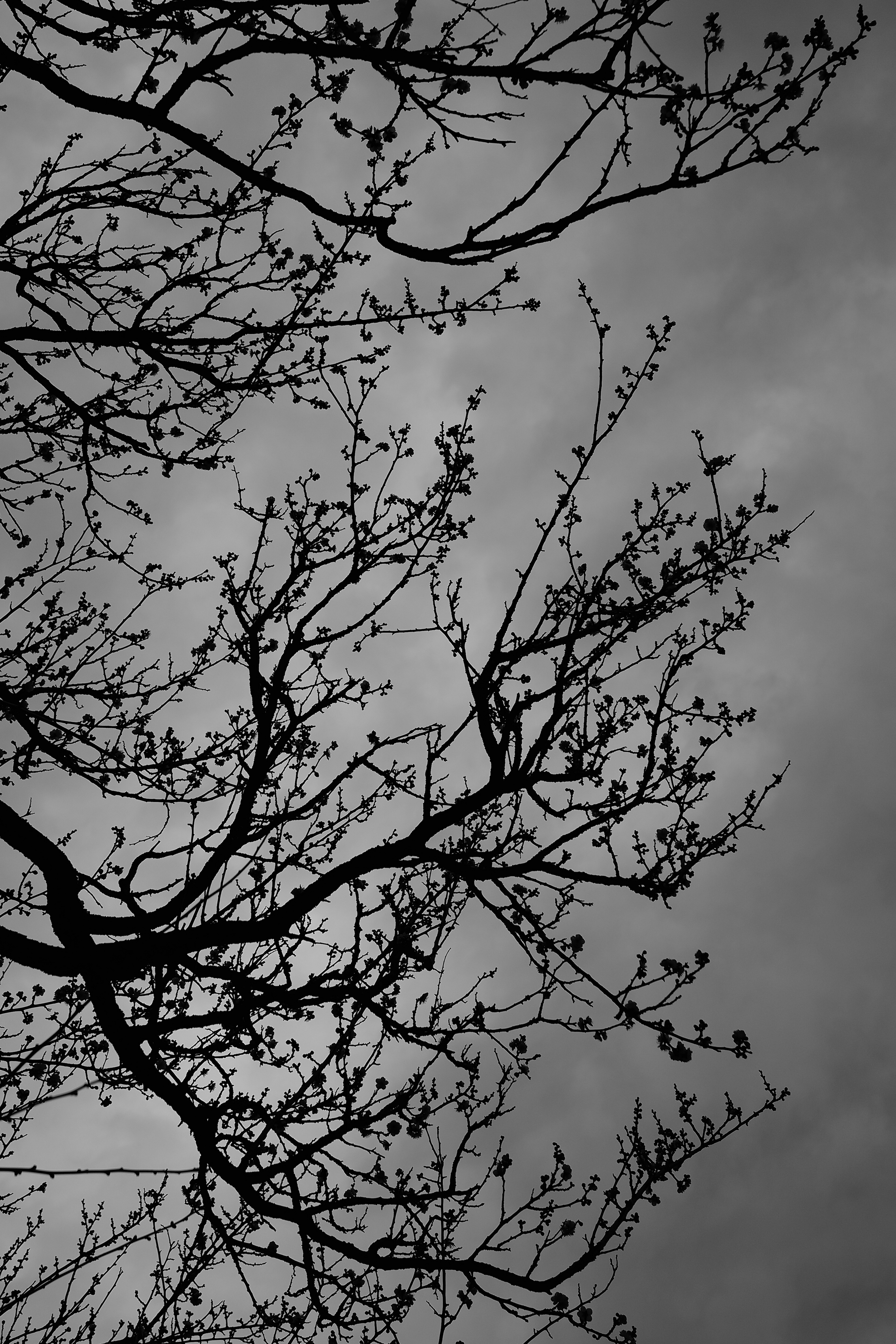 dark, chb, sky, wood, tree, branches, bw