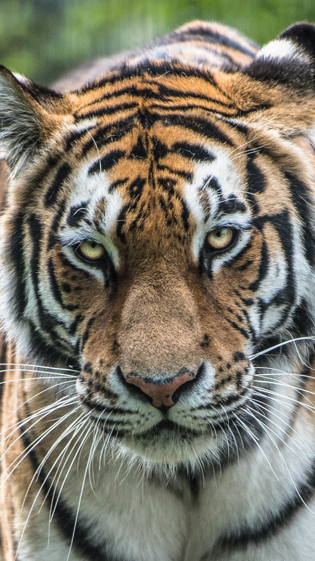 1125017 скачать обои животные, тигр, крупный план, амурский тигр, кошки - заставки и картинки бесплатно