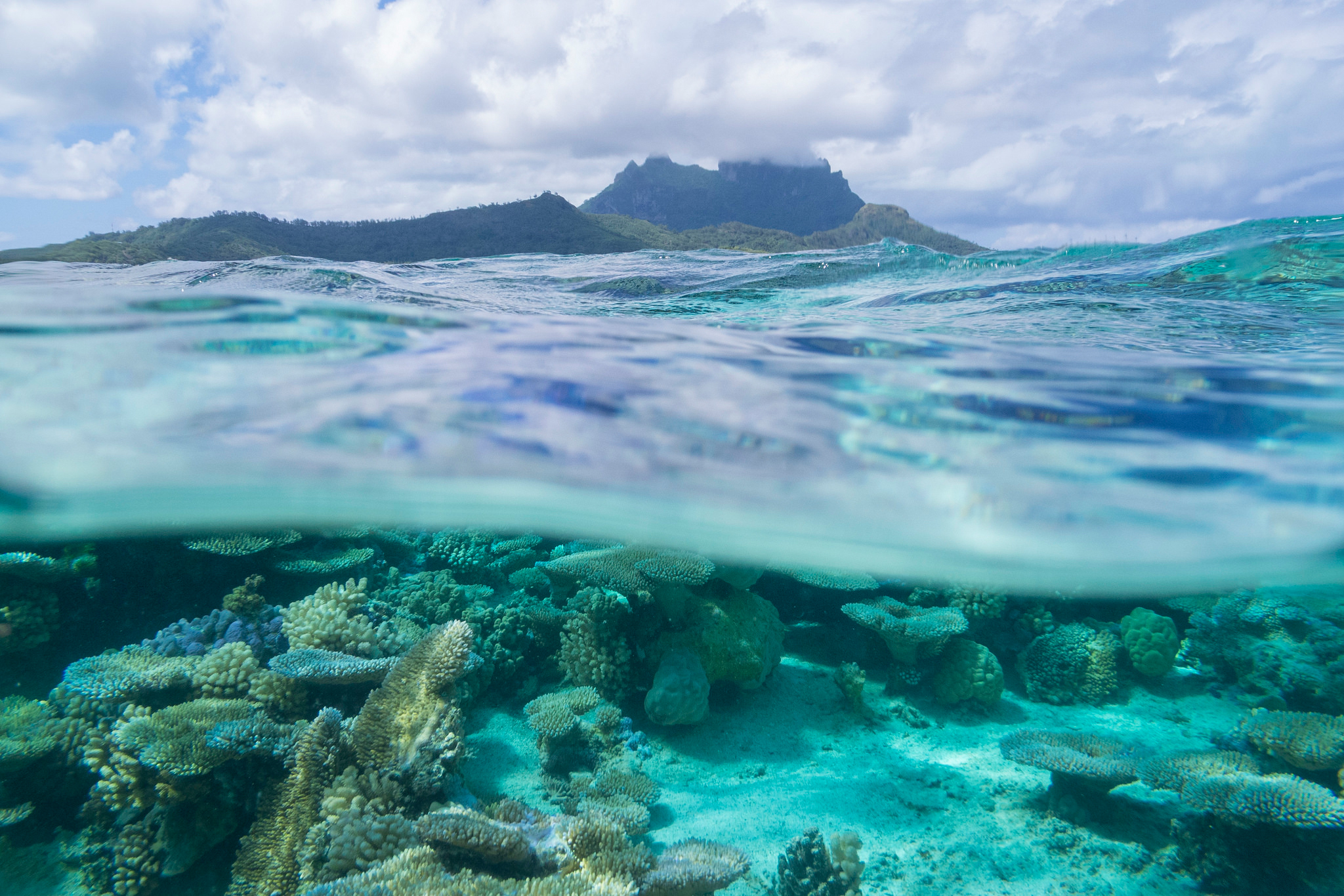 underwater, earth, bora bora, coral, french polynesia, nature, ocrean