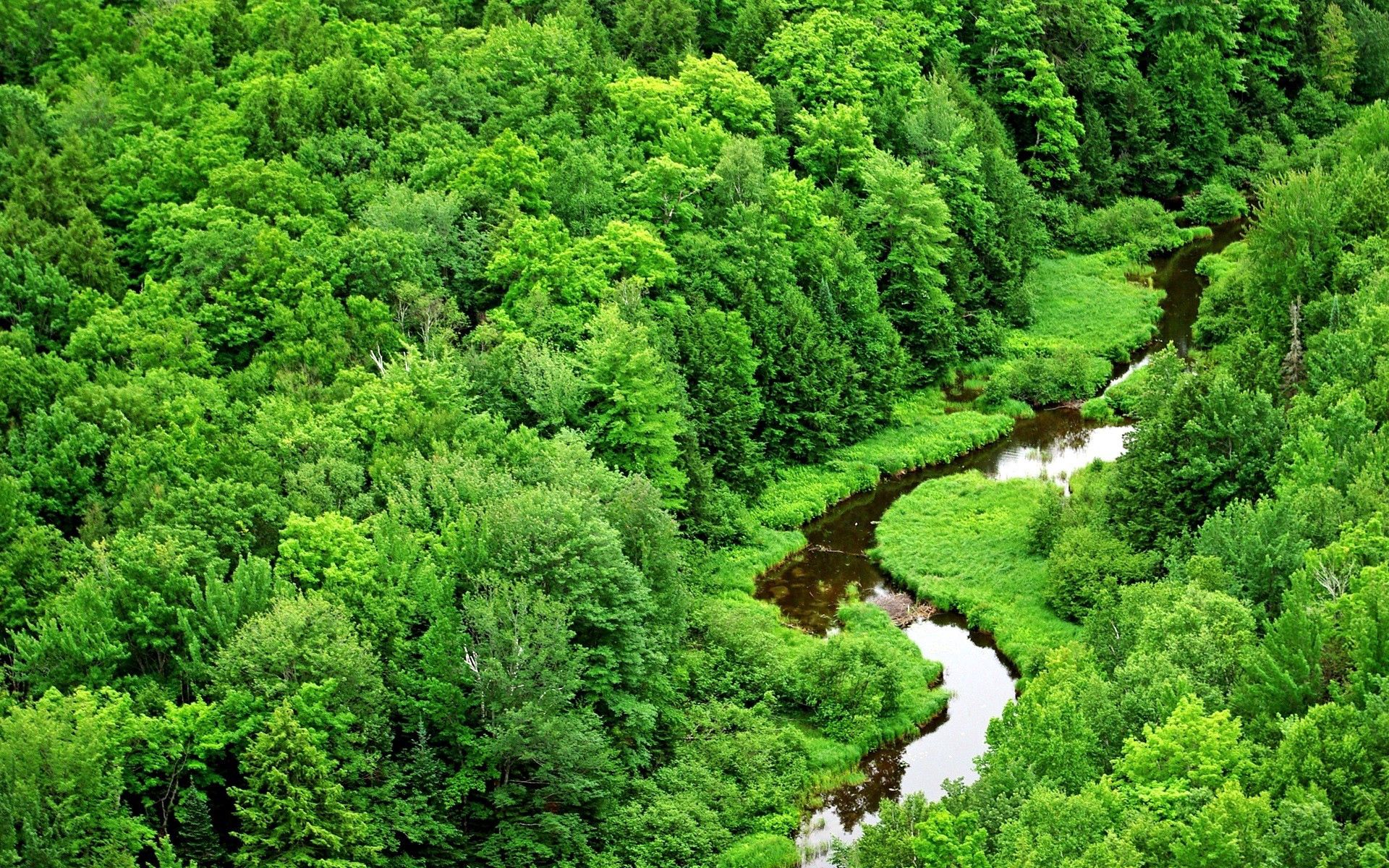 Река зелень
