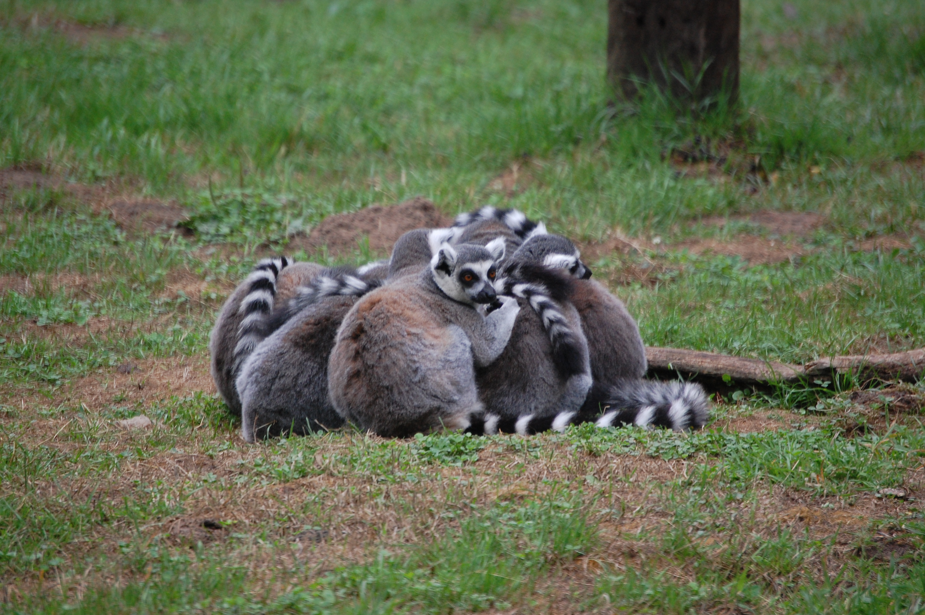 1457245 Bild herunterladen tiere, lemur - Hintergrundbilder und Bildschirmschoner kostenlos