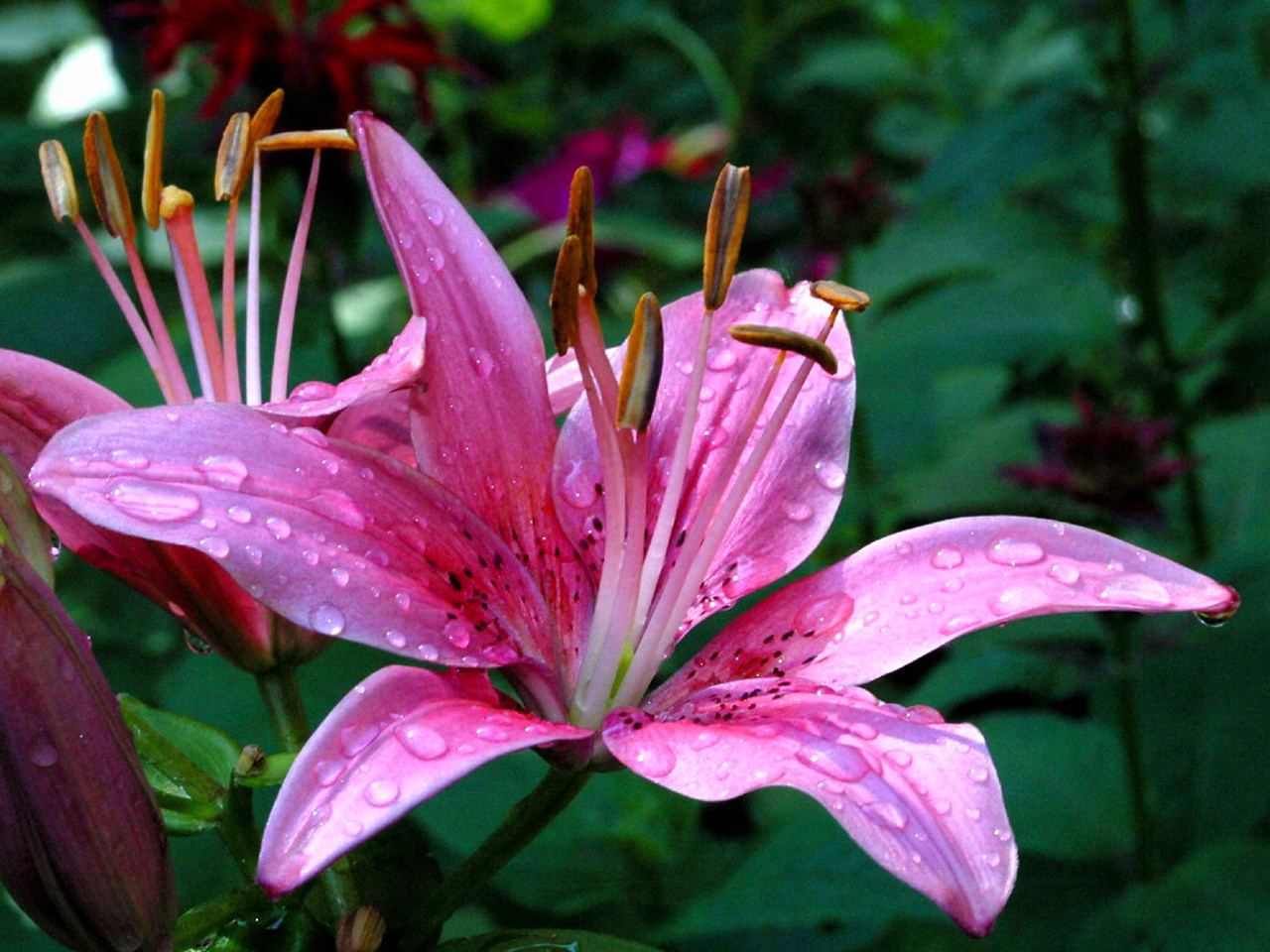 earth, lily, flower, pink flower lock screen backgrounds
