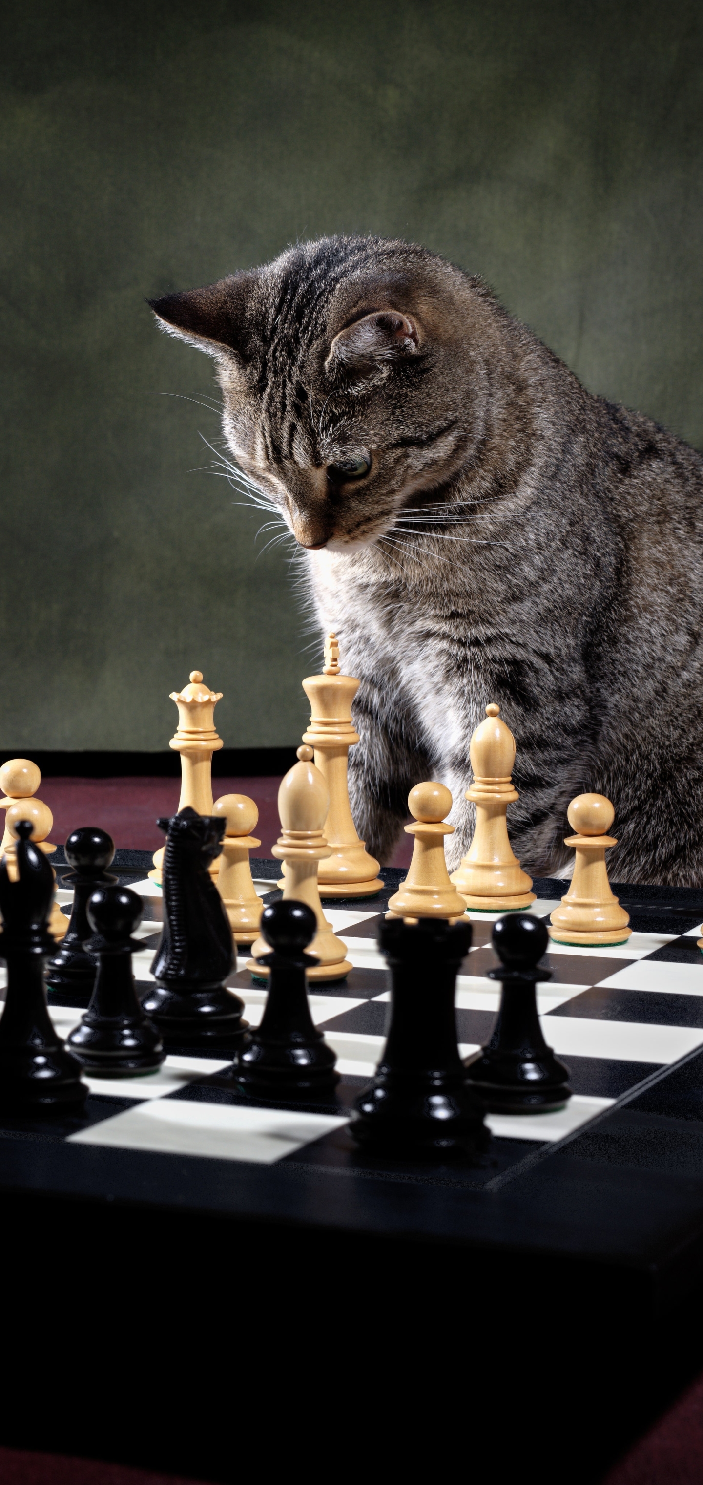 1166364 免費下載壁紙 动物, 猫, 棋, 国际象棋 屏保和圖片