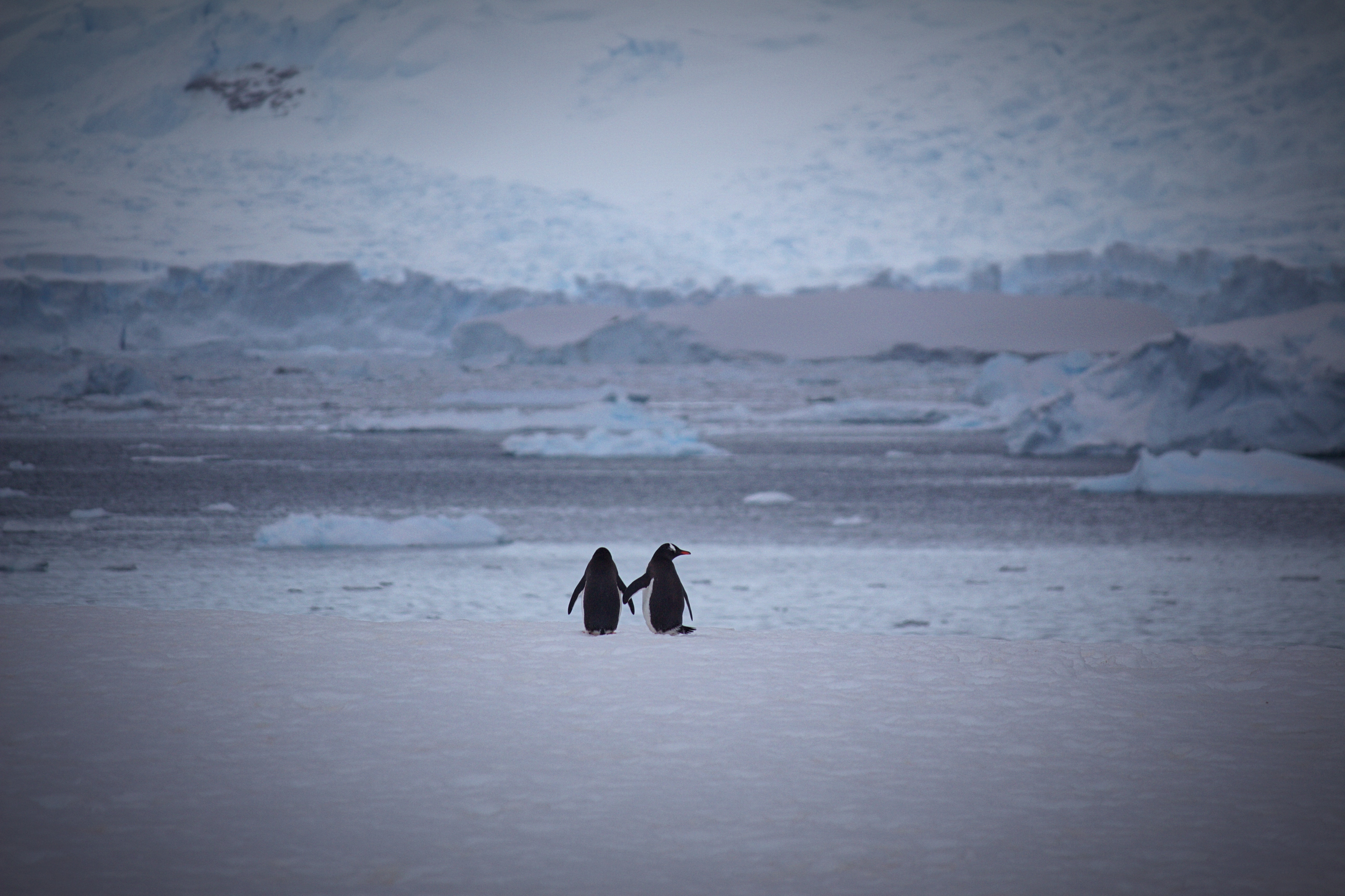 140255 Hintergrundbild herunterladen pinguins, schnee, liebe, paar, bummel, spaziergang - Bildschirmschoner und Bilder kostenlos