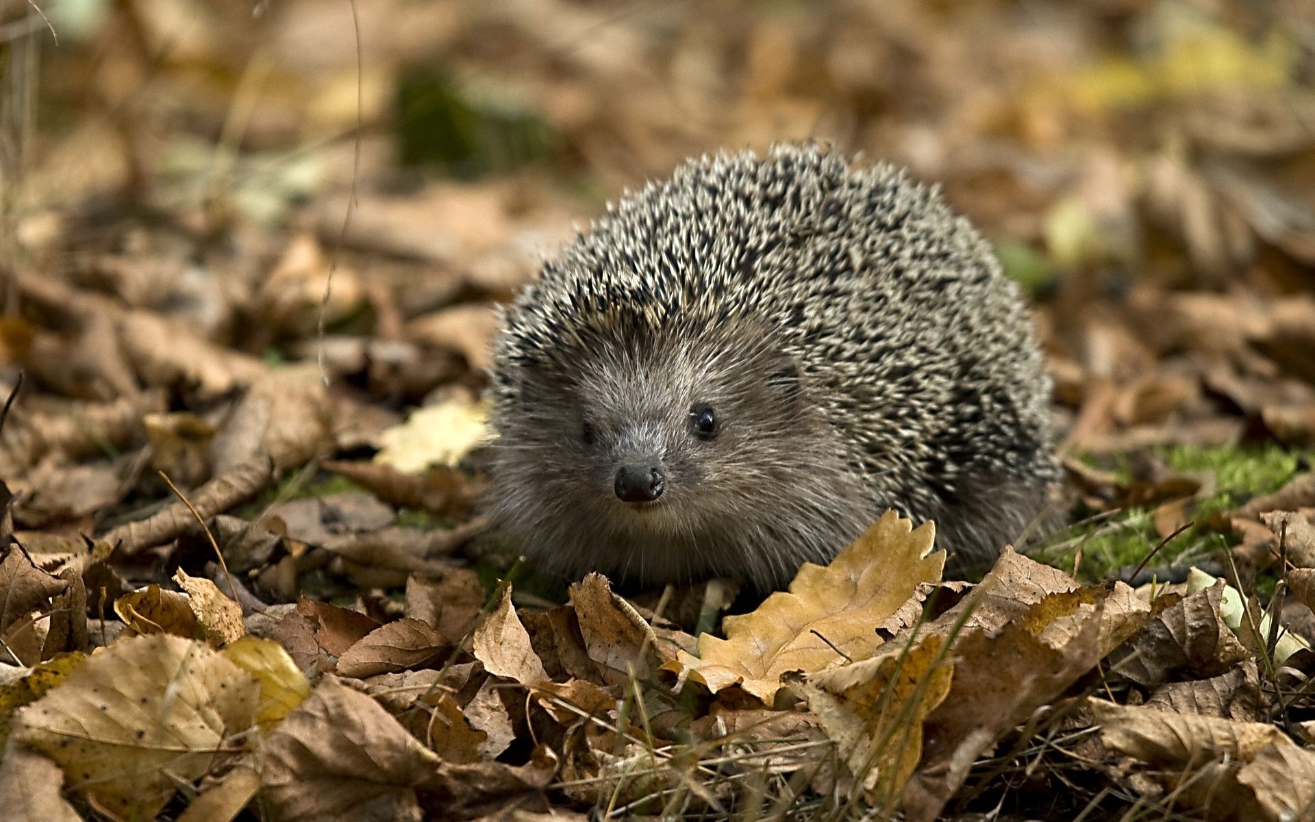 hedgehogs, animals, yellow