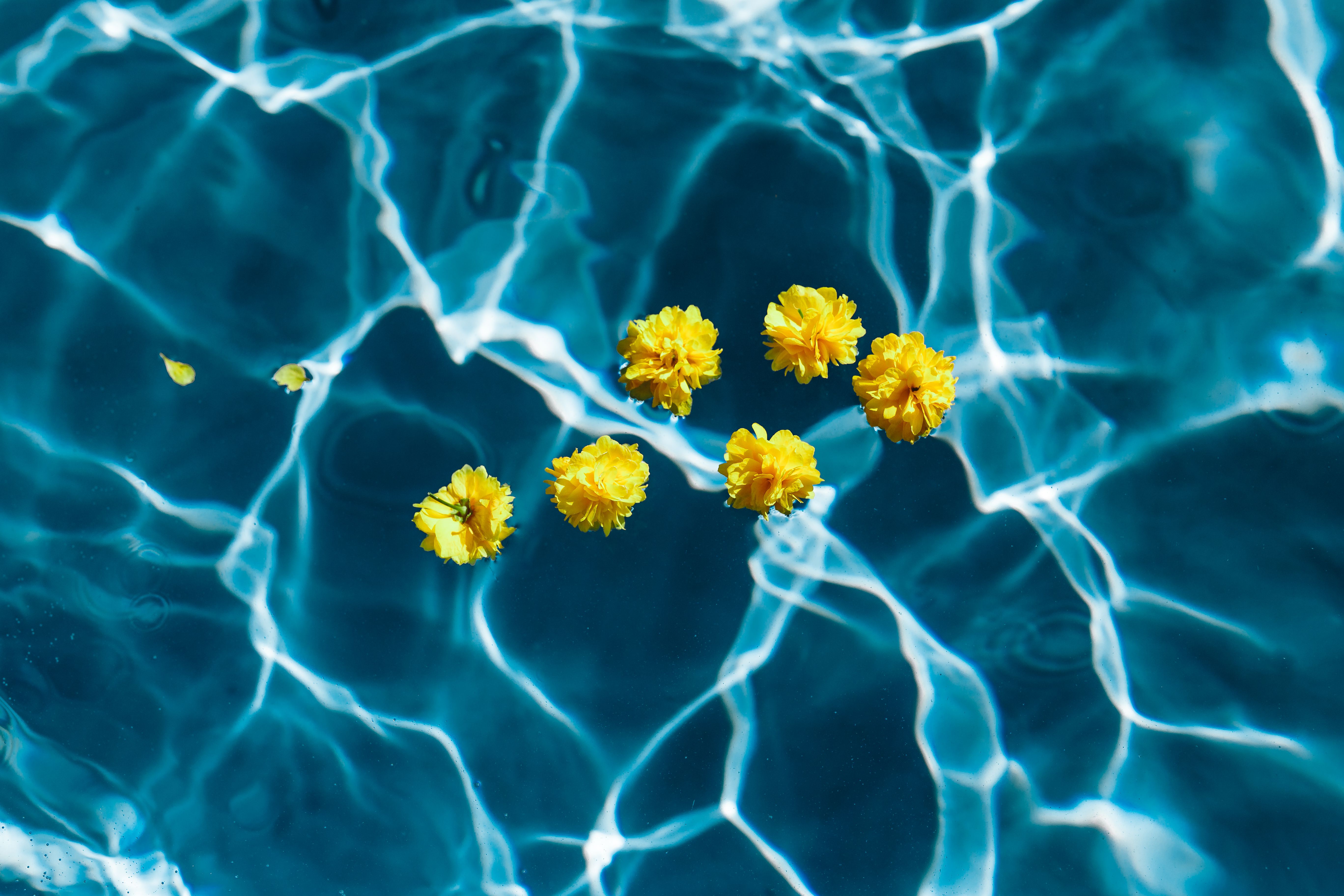 transparent, flowers, water, pool