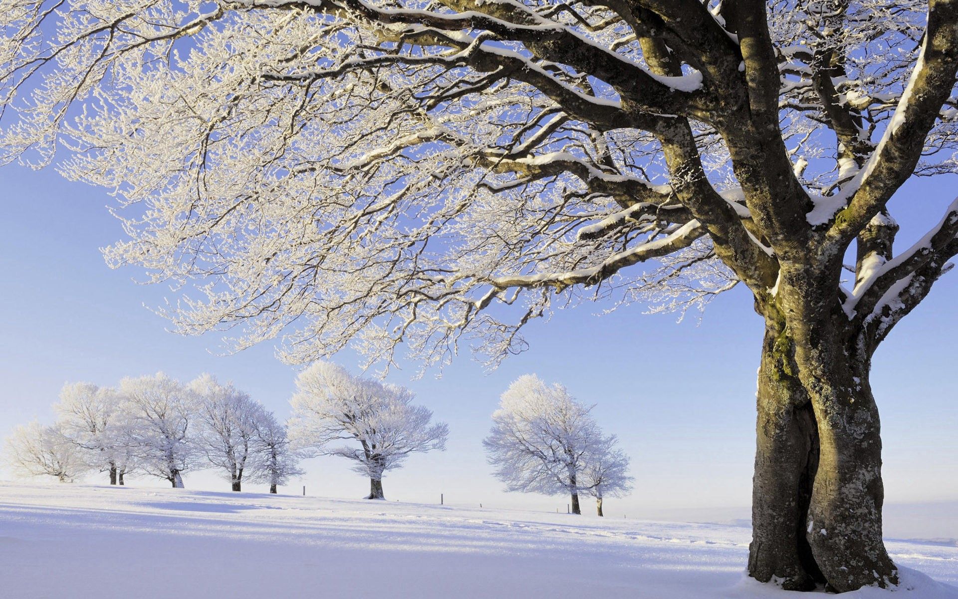 Laden Sie das Natur, Bäume, Geäst, Zweig, Rauhreif, Reihe, Zeile, Feld, Frost, Schnee-Bild kostenlos auf Ihren PC-Desktop herunter