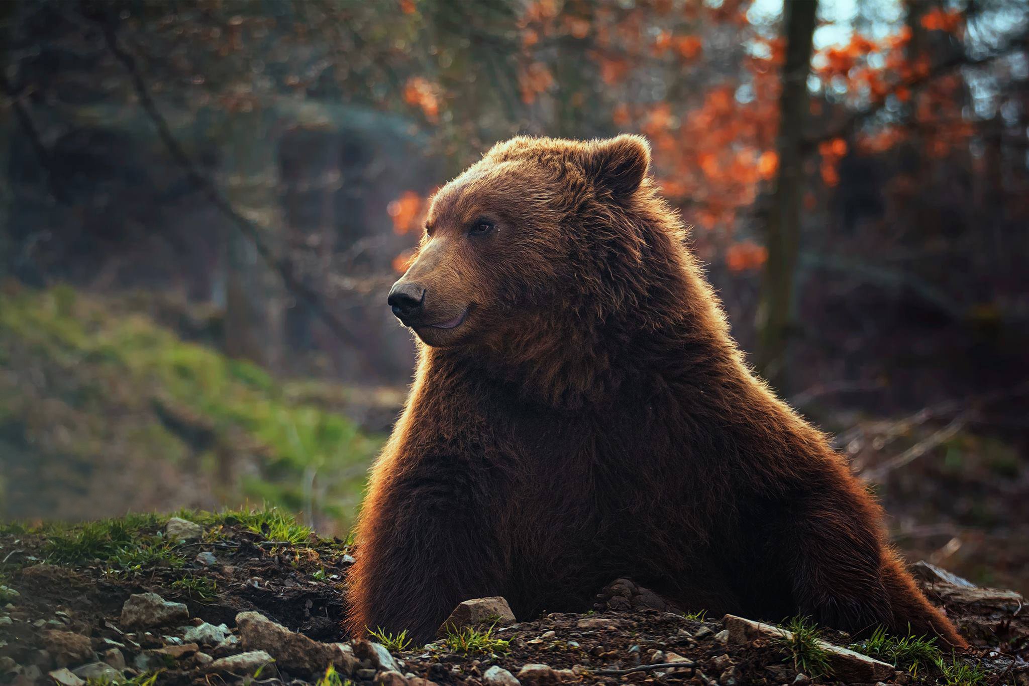 Бурый медведь в осеннем лесу