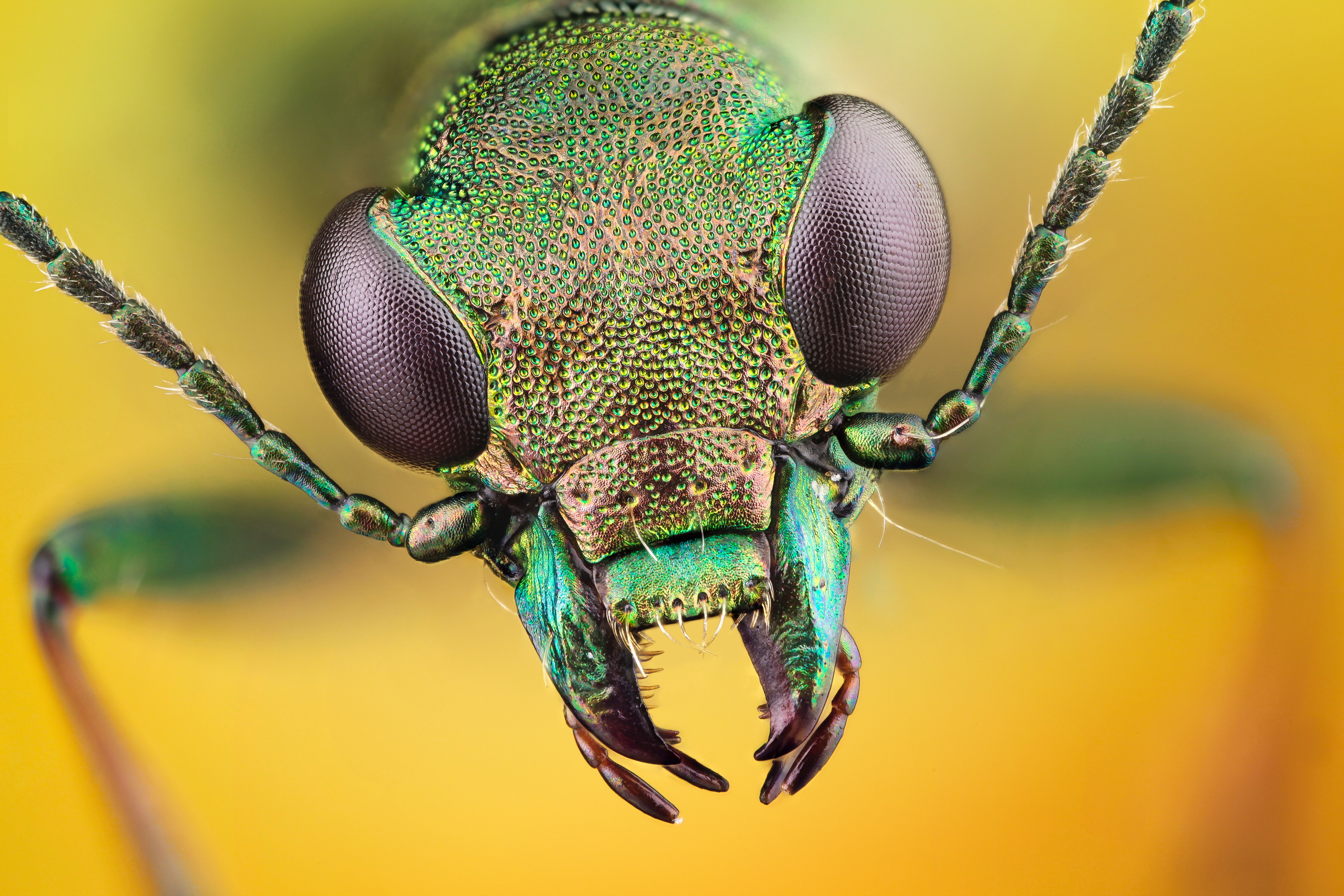 macro, animal, insect, bug 4K Ultra