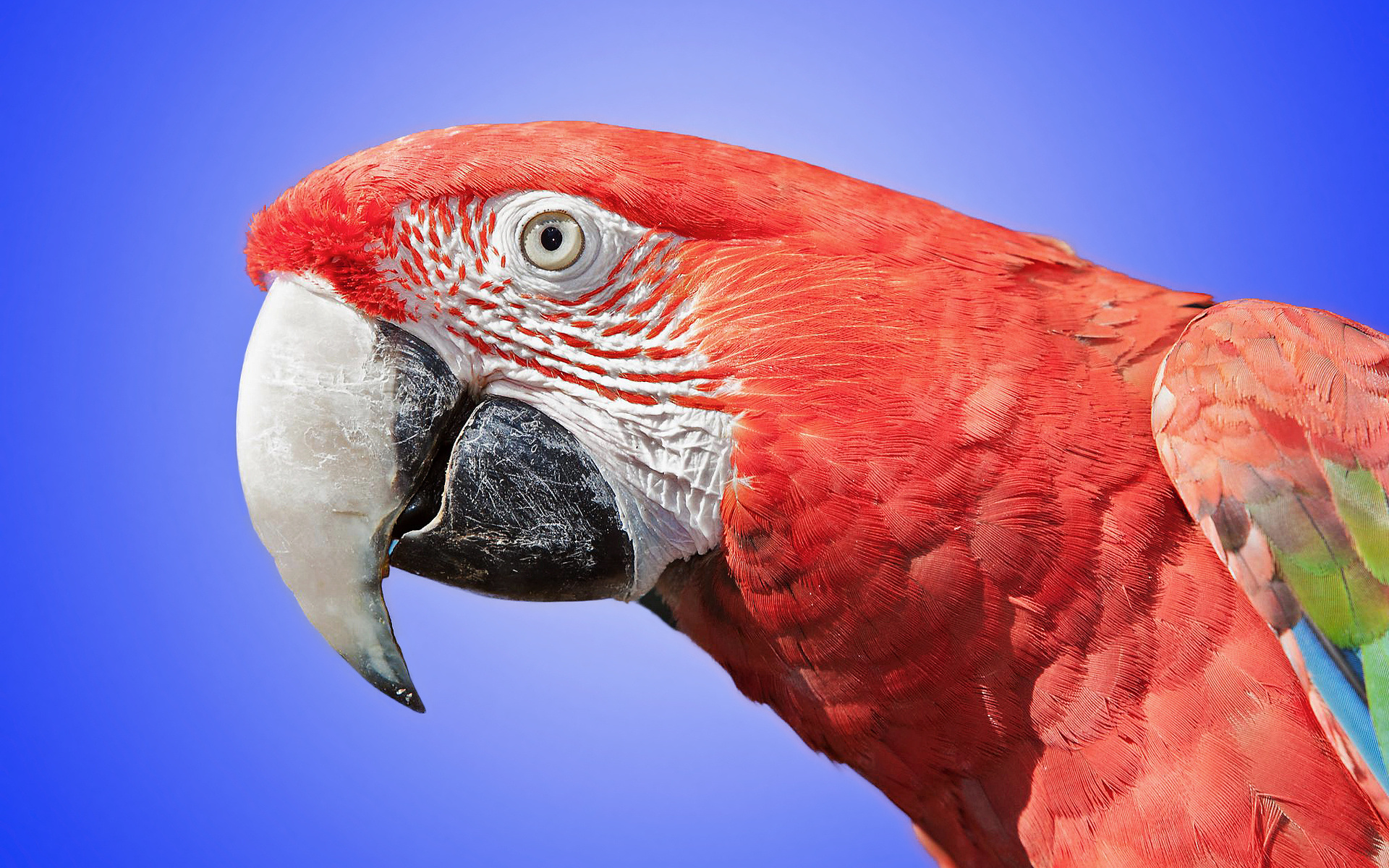 304159 baixar papel de parede animais, arara vermelha, aves - protetores de tela e imagens gratuitamente