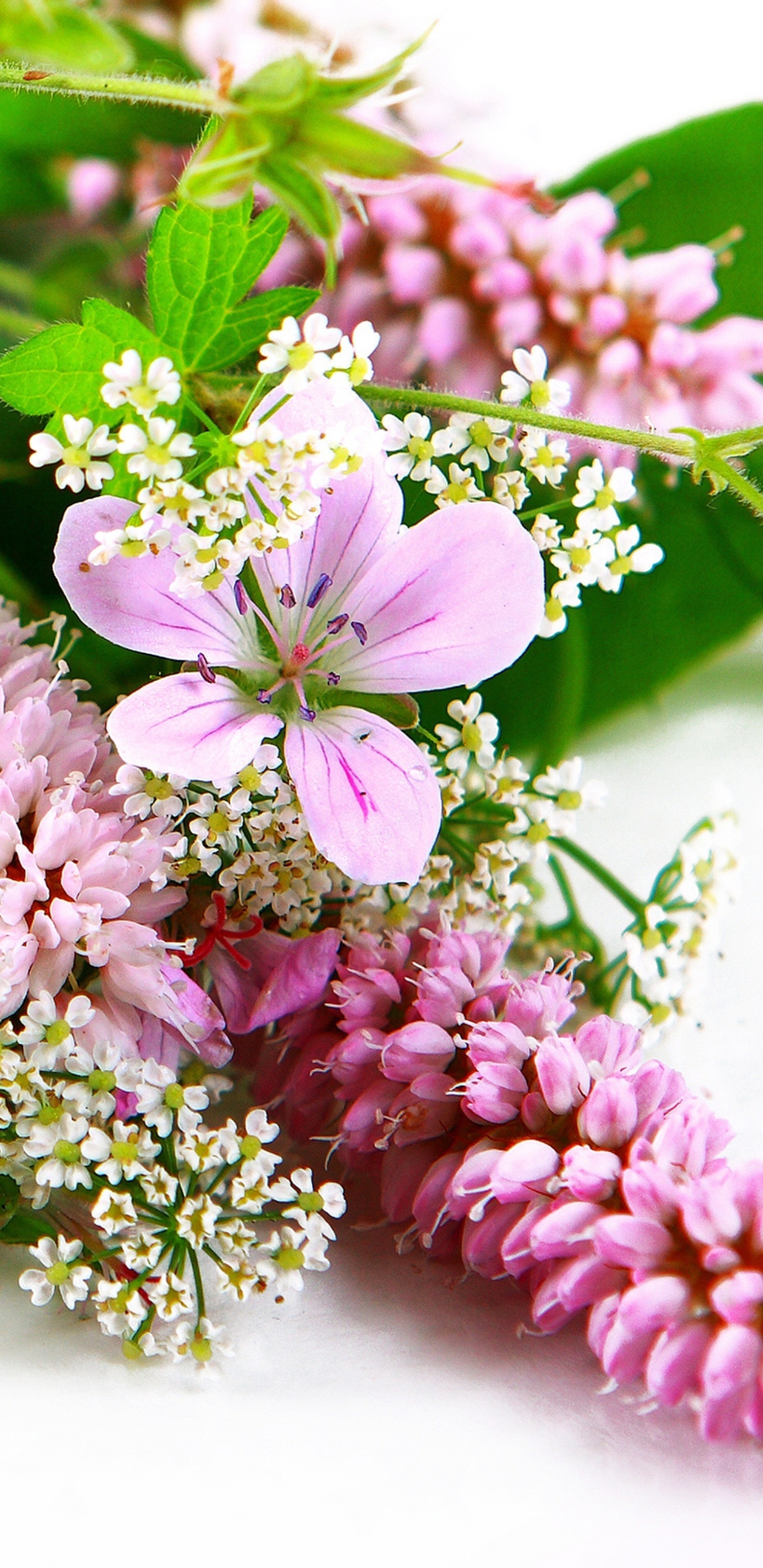 Download mobile wallpaper Flowers, Flower, Earth, Spring, Gerbera, White Flower, Pink Flower for free.