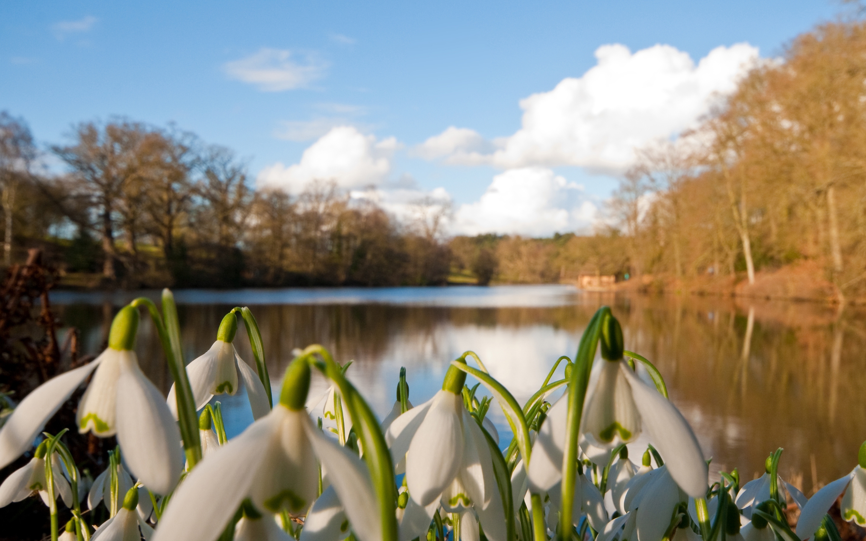 nature, flowers, rivers, trees, snowdrops UHD