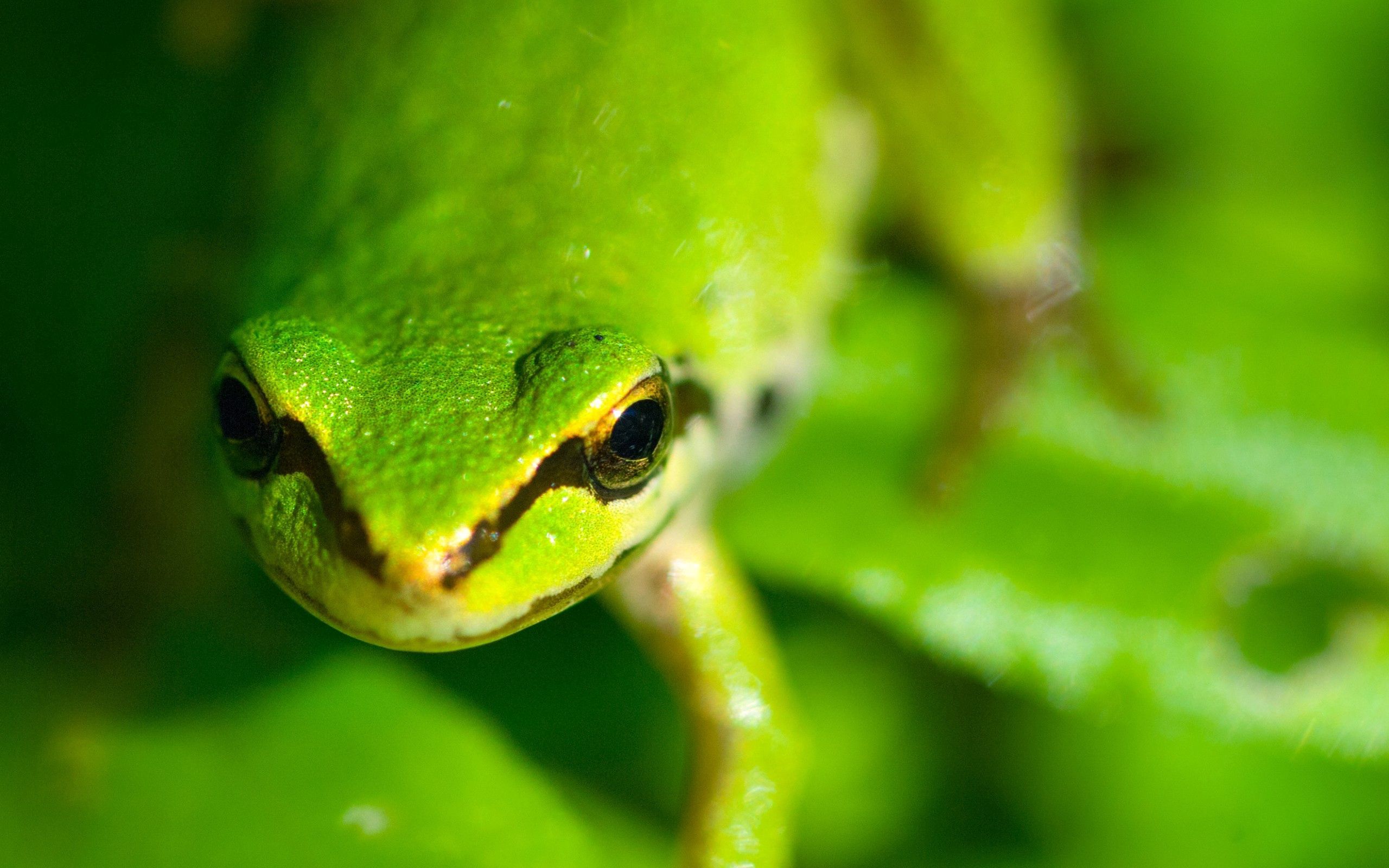 animals, muzzle, eyes, greased, smeared, frog Aesthetic wallpaper