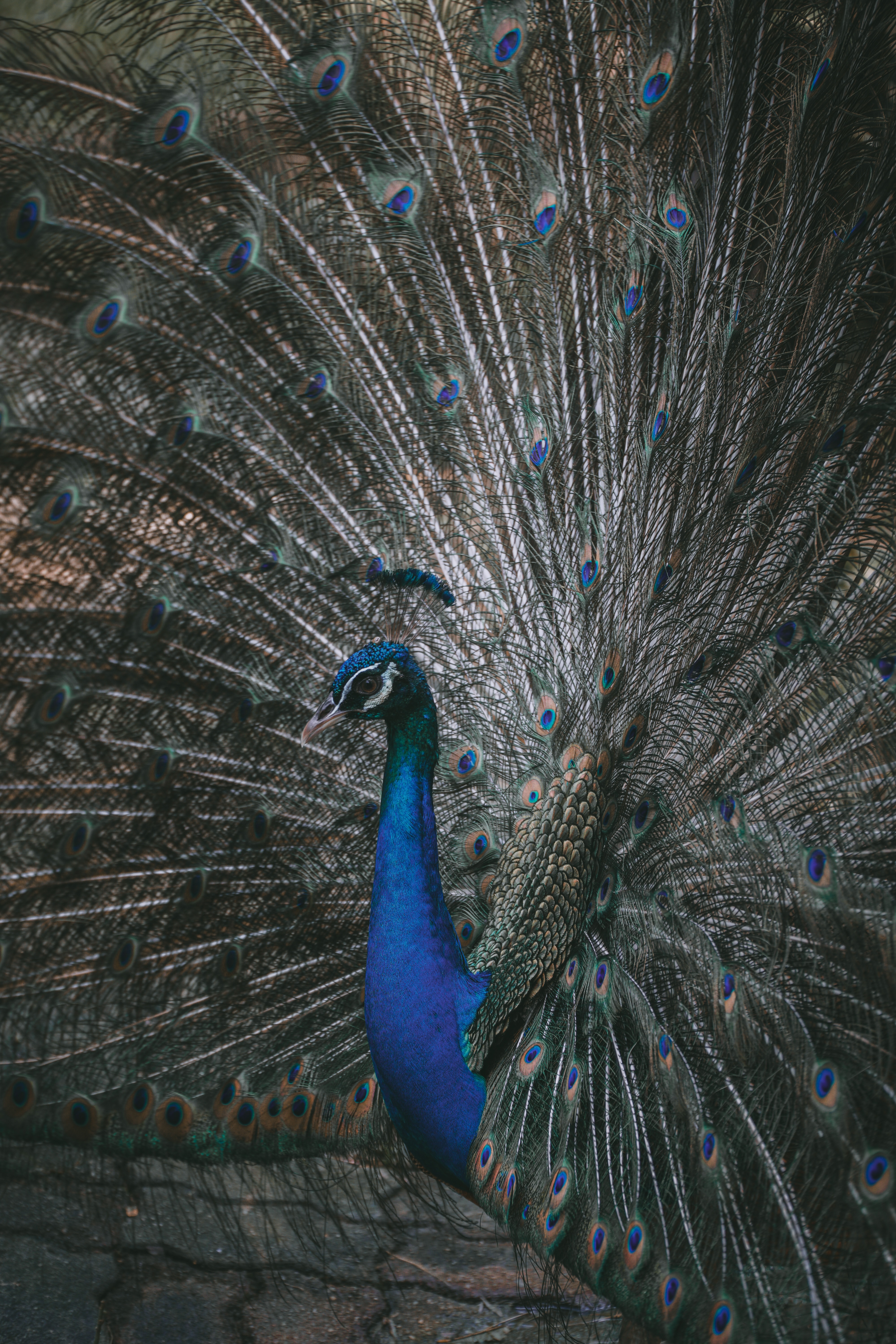 peacock, animals, feather, bird, tail 2160p